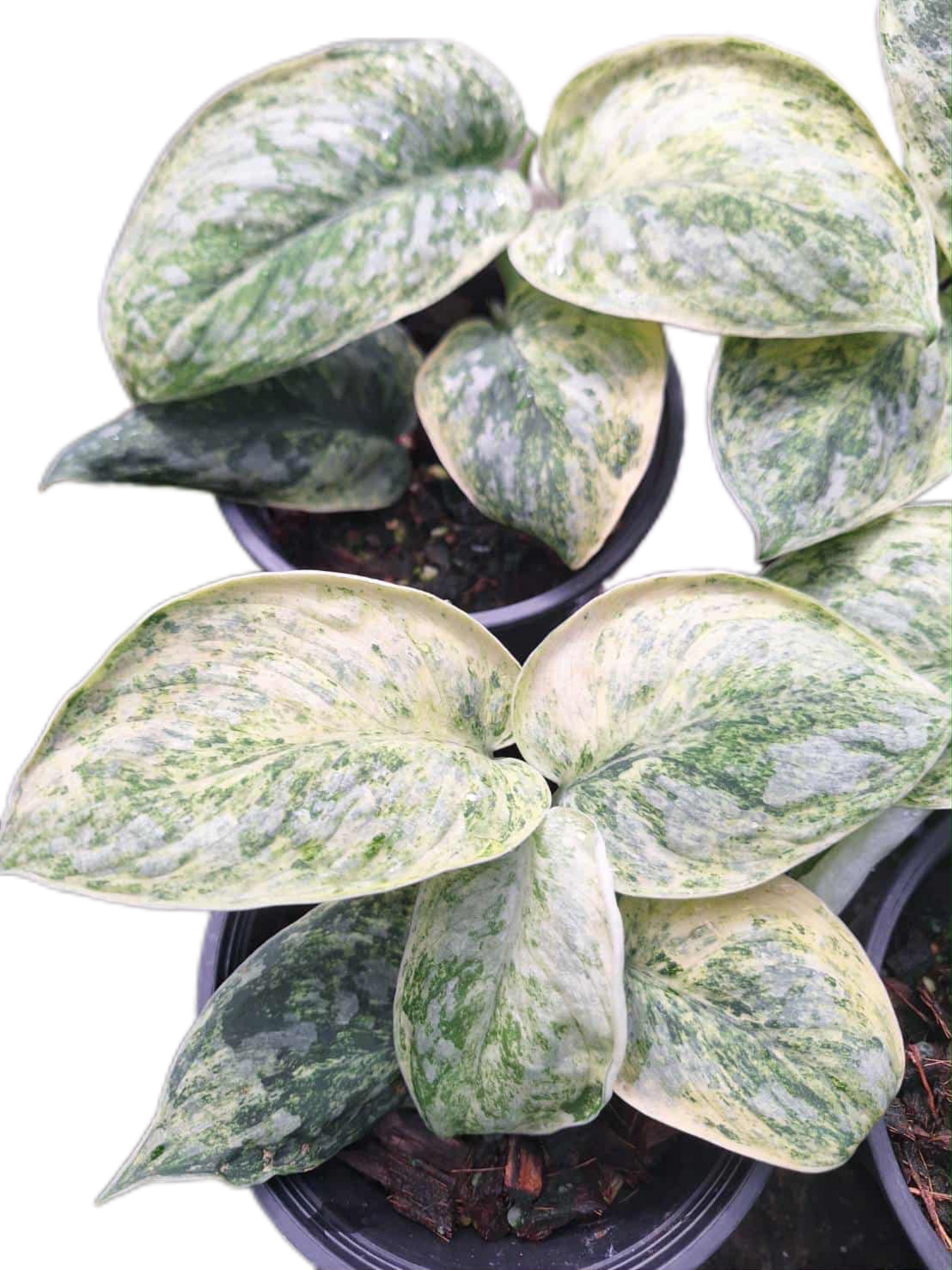 Scindapsus Tembaga – Set of 3 Plants