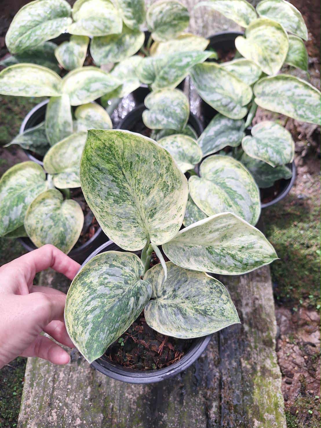Scindapsus Tembaga – Set of 3 Plants
