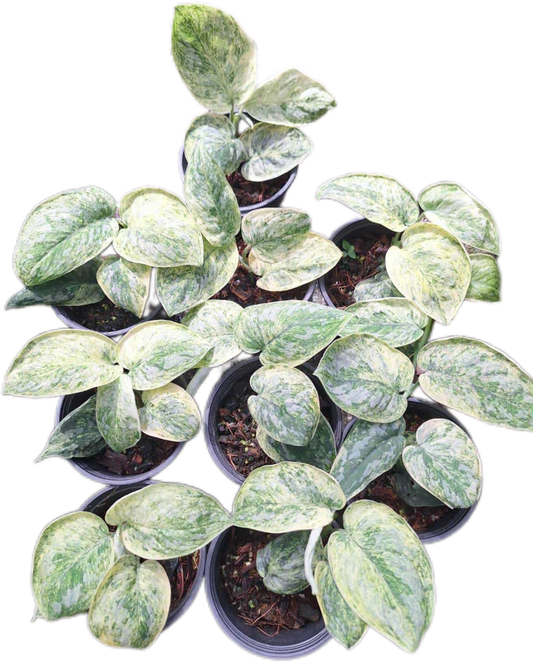 Scindapsus Tembaga – Set of 3 Plants