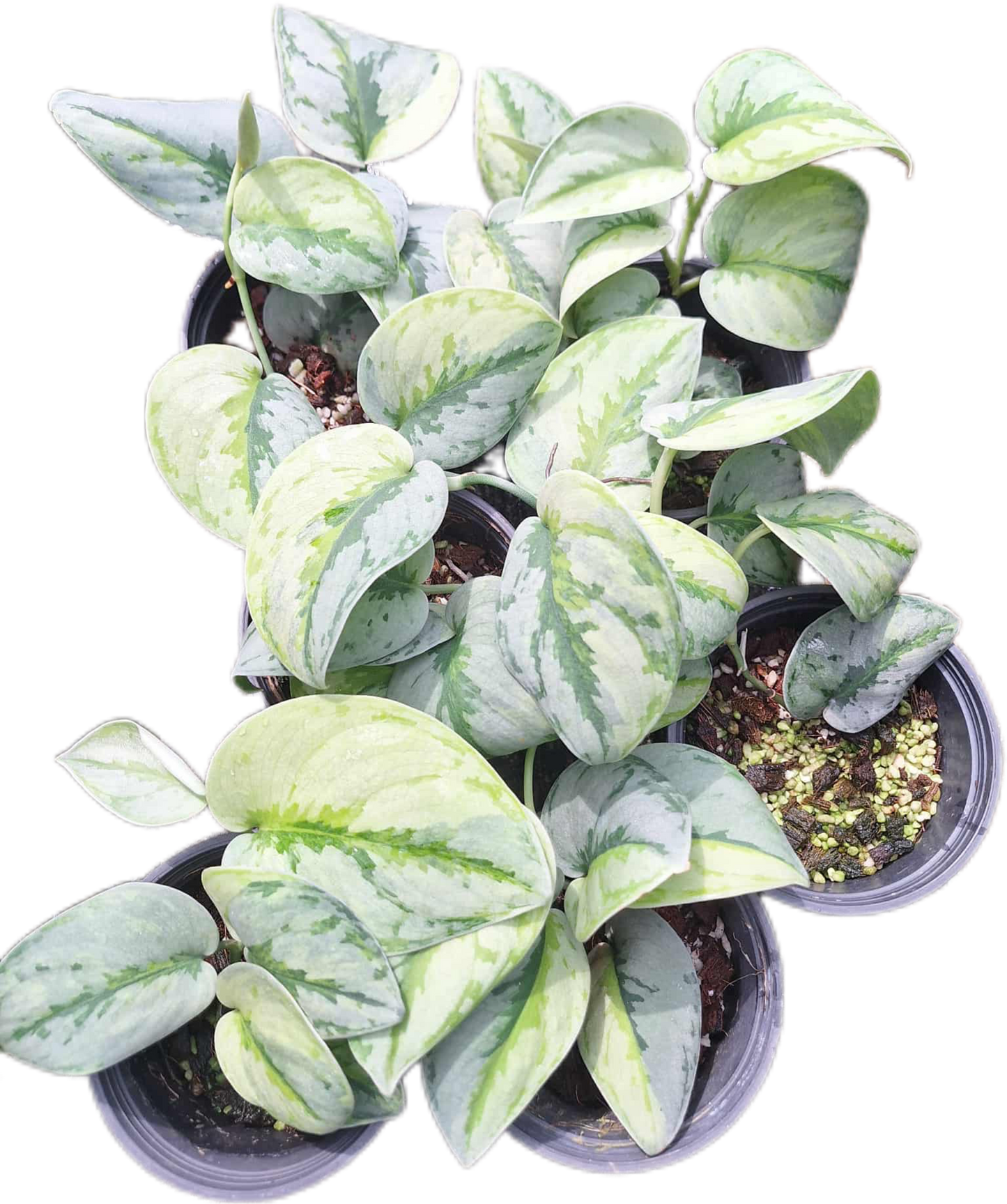 Scindapsus Yupa Variegated