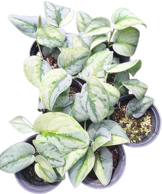 Scindapsus Yupa Variegated