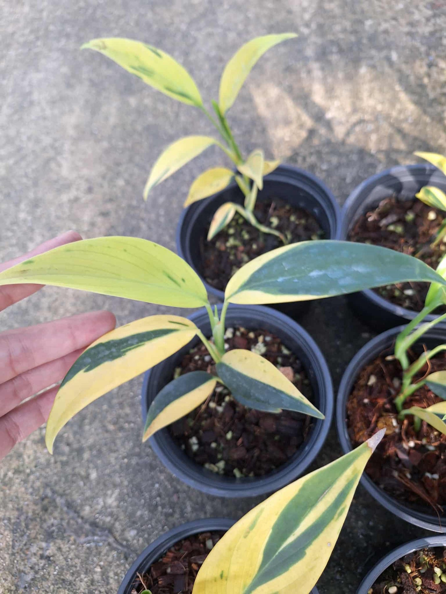 Scindapsus Coriaceus Variegated – Set of 3 Plants