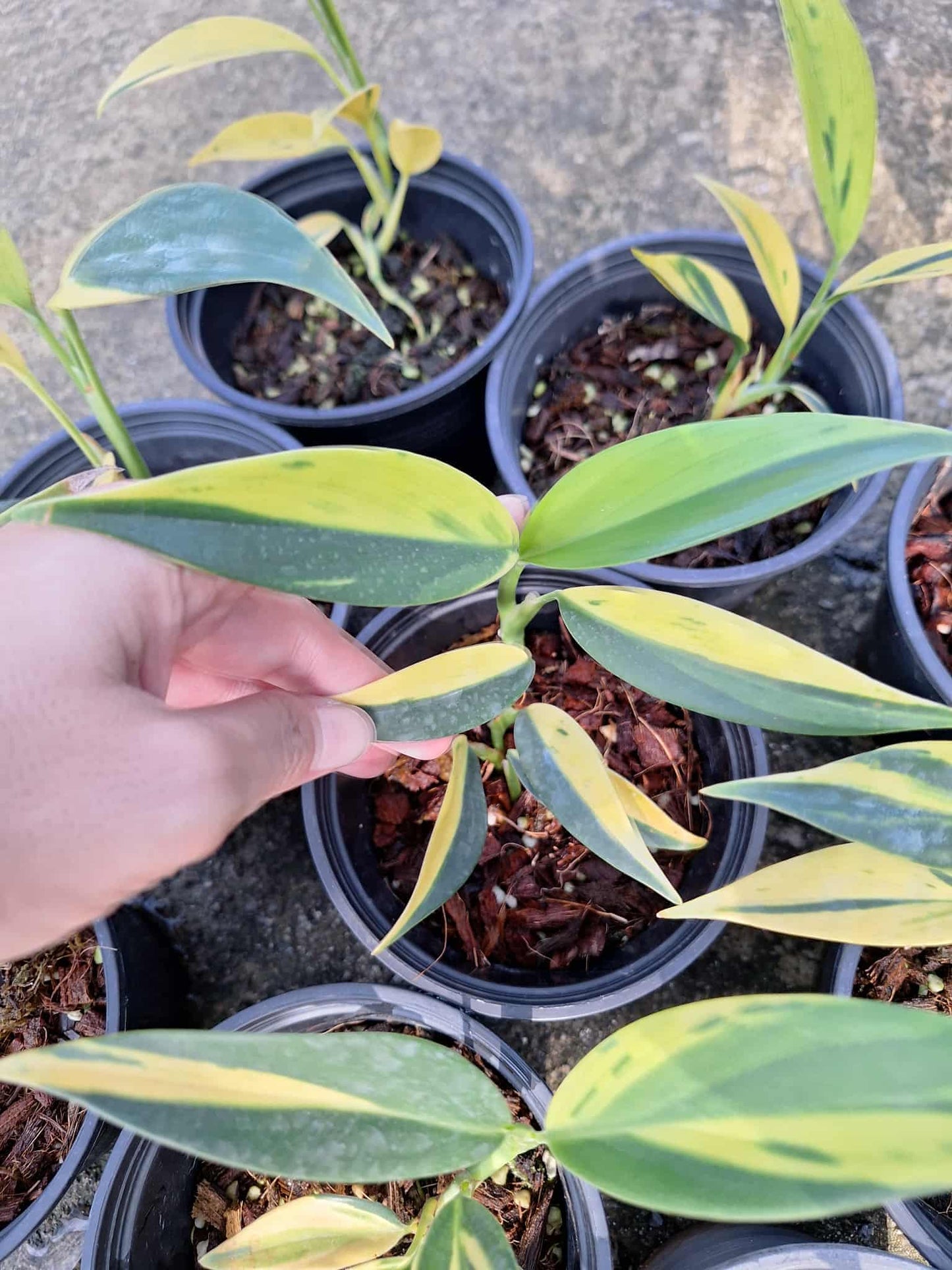 Scindapsus Coriaceus Variegated – Set of 3 Plants