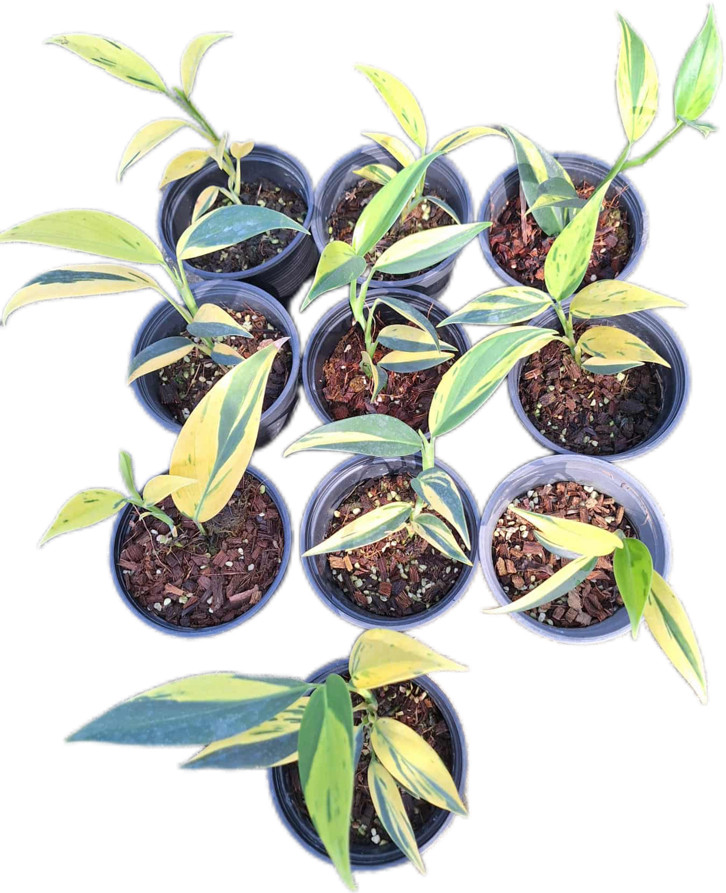 Scindapsus Coriaceus Variegated – Set of 3 Plants