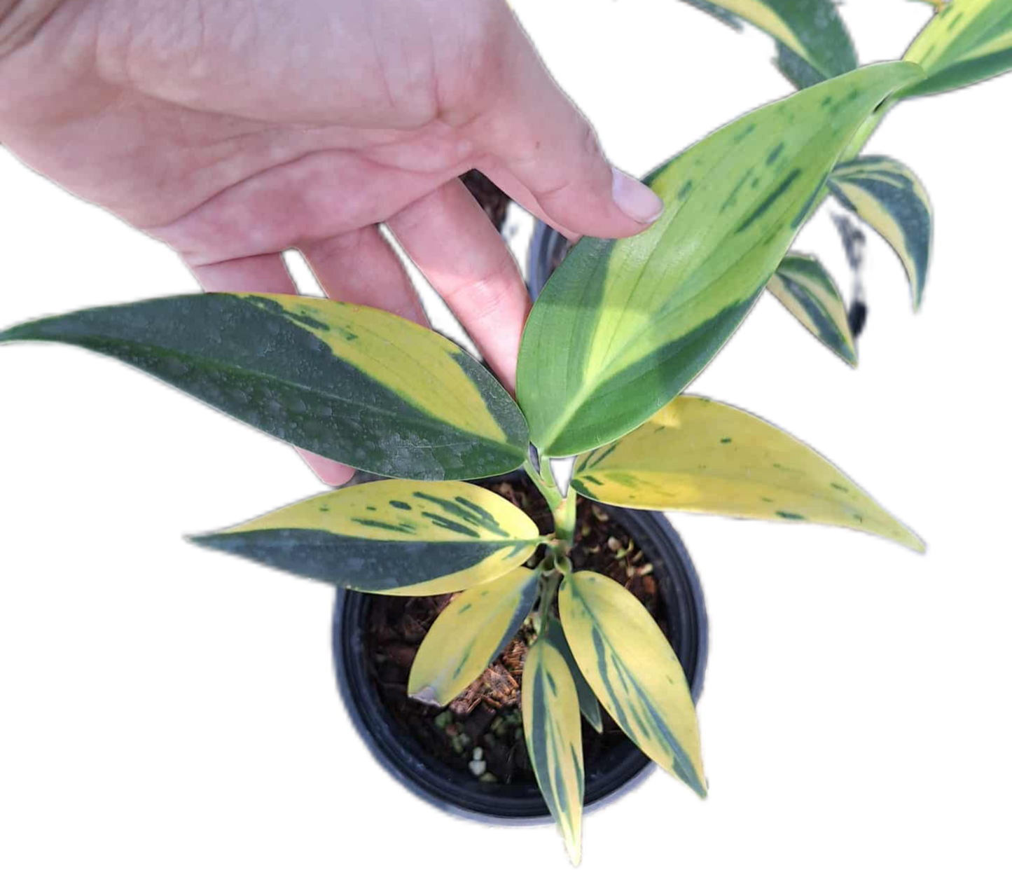 Scindapsus Coriaceus Variegated – Set of 3 Plants