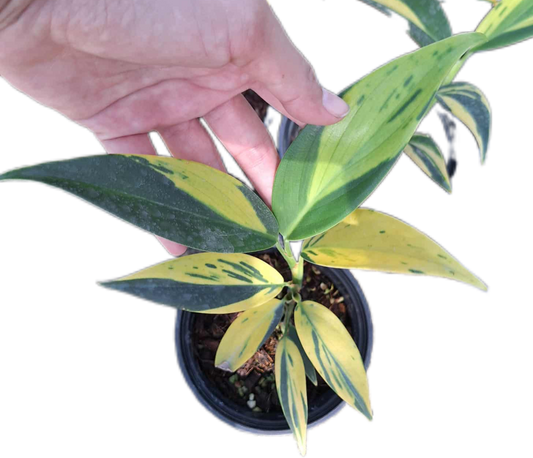 Scindapsus Coriaceus Variegated – Set of 3 Plants