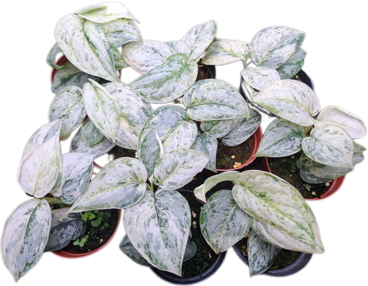 Scindapsus Peasun Variegated