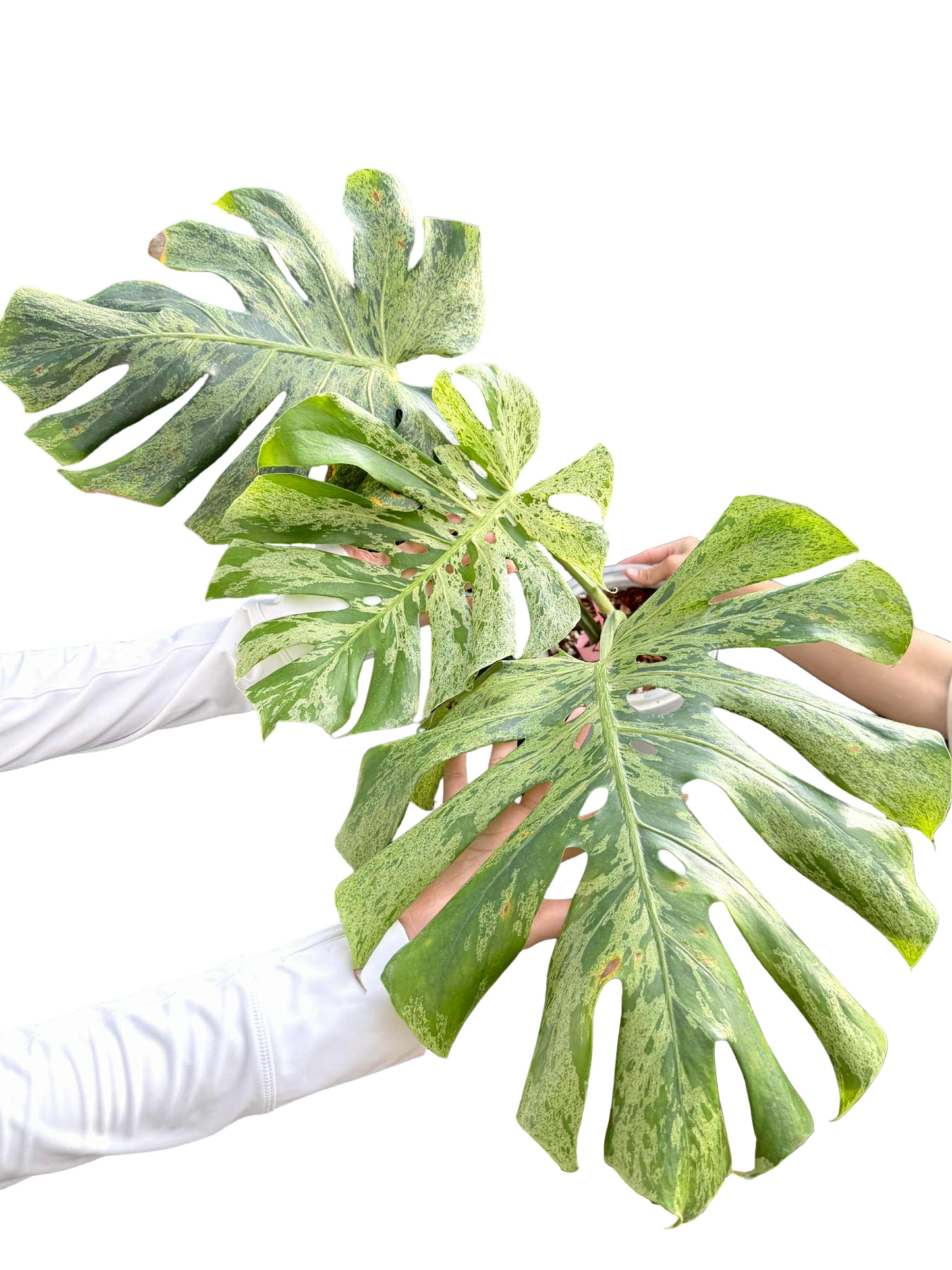 Monstera Deliciosa “Bulbasaur” Variegation – (Actual Plant)