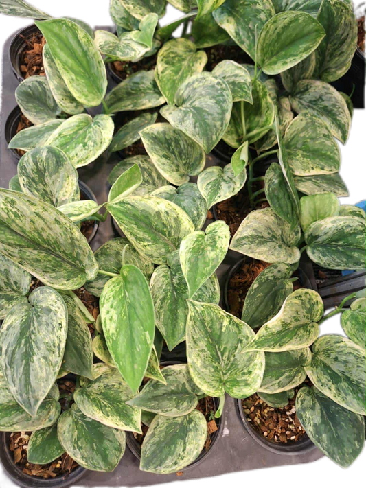 Scindapsus Silver Knight Variegated