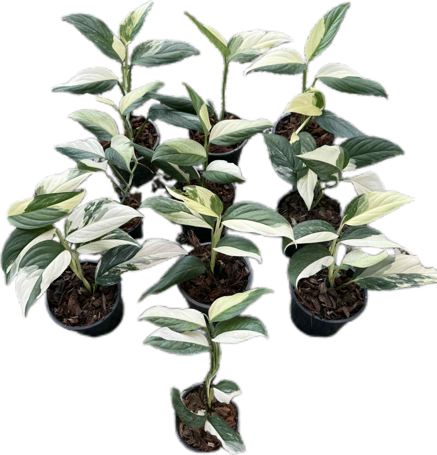 Monstera Acacoyaguensis Variegated – Set of 5 Rare Plants