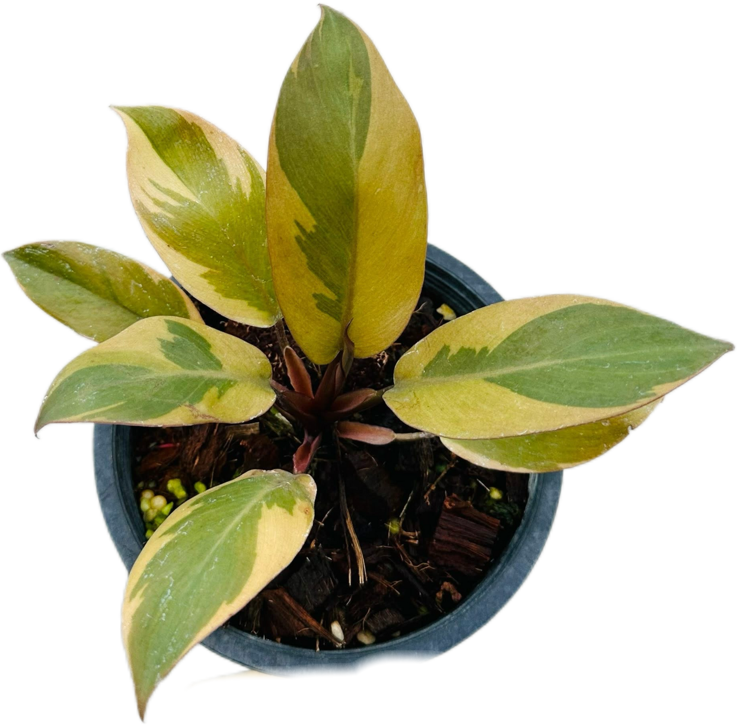 Philodendron Black Cardinal Variegated