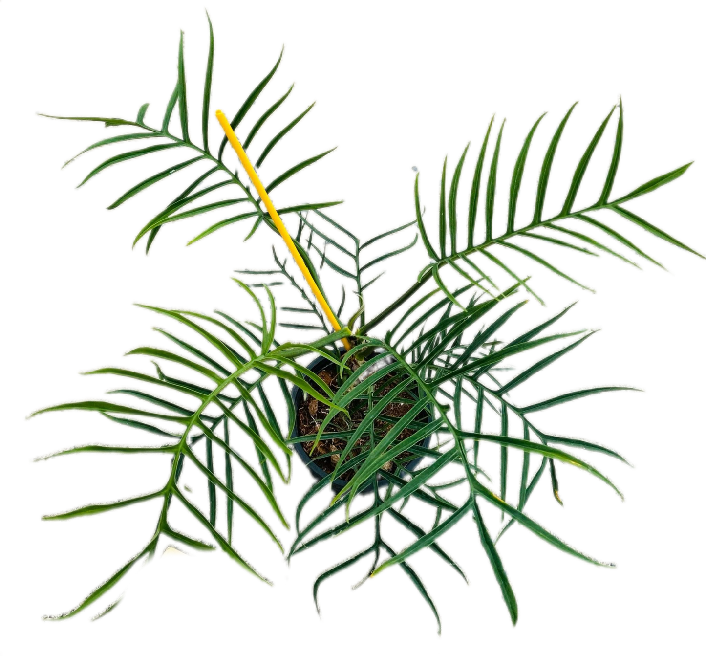 Philodendron Tortum Set of 10 plants