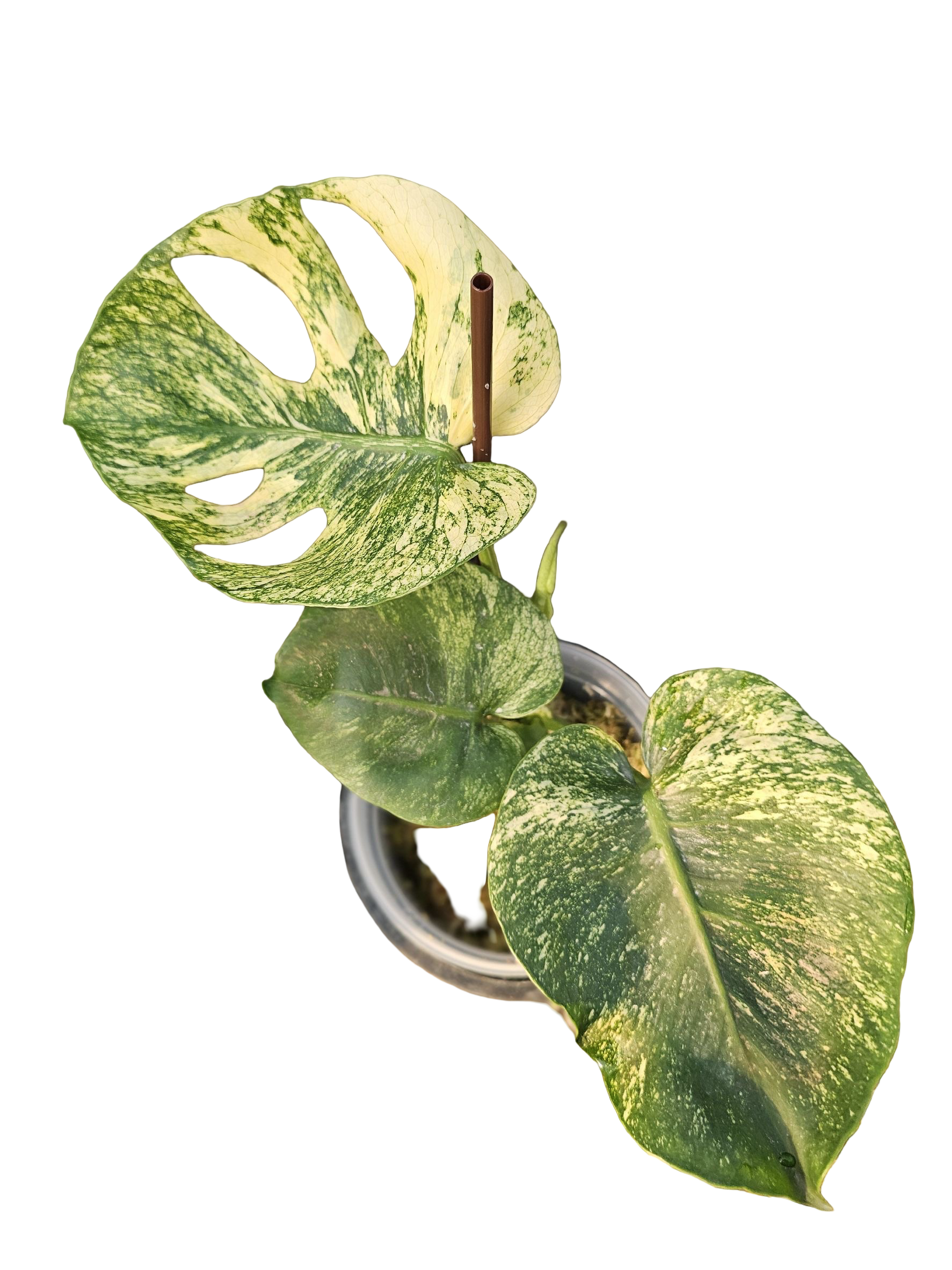 トシ　Lemon Lime ＊Mint Siam Monstera Deliciosa Lemon Mint Variegated | Florista Pearl