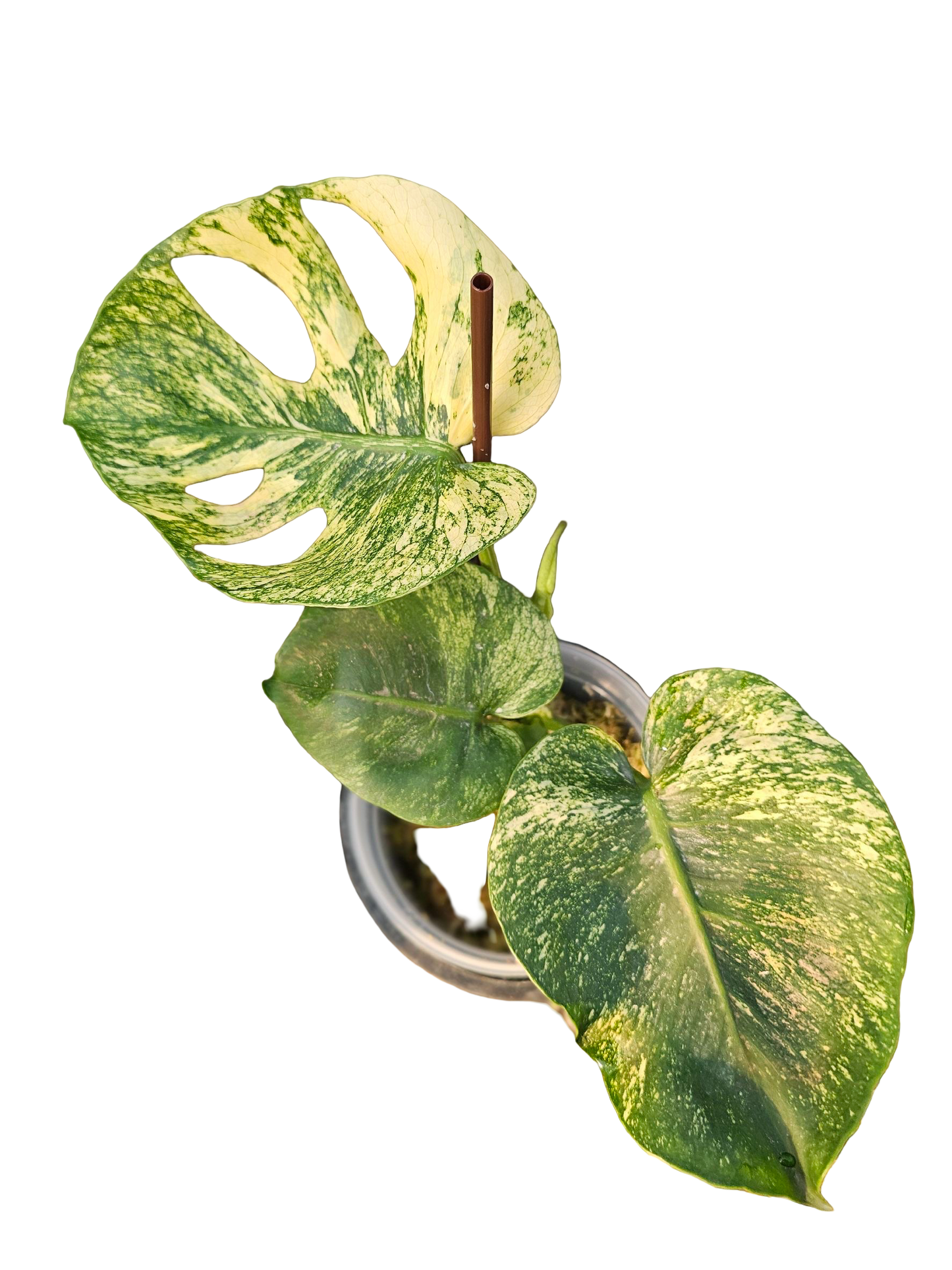 Monstera Deliciosa “Siam Mint” Variegated Medium Size
