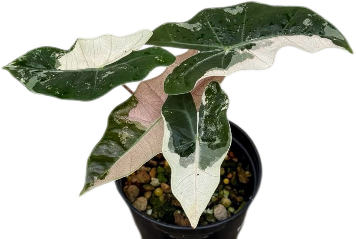 Alocasia Pseudo Sanderiana Albo-Pink Variegated