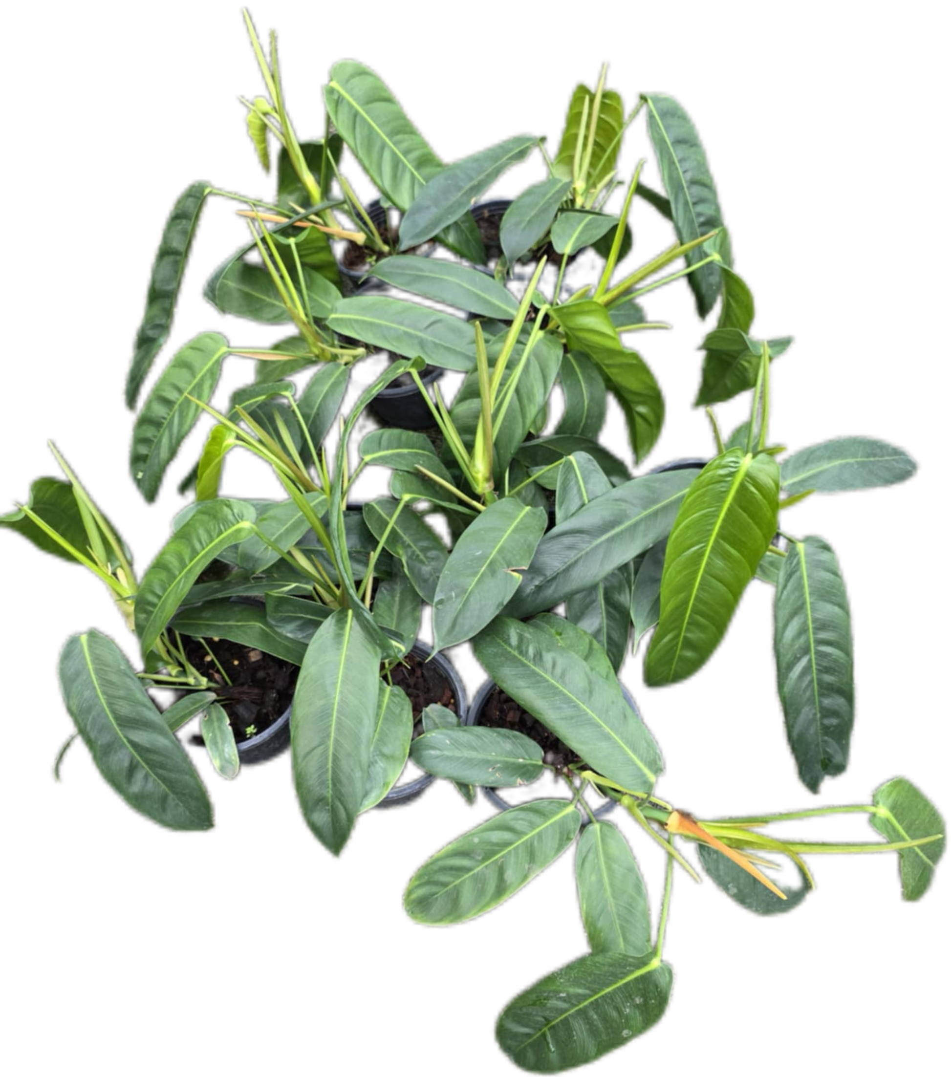 Philodendron Patriciae – Set of 10 Rare Tropical Plants