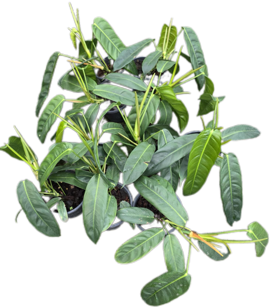 Philodendron Patriciae – Set of 10 Rare Tropical Plants