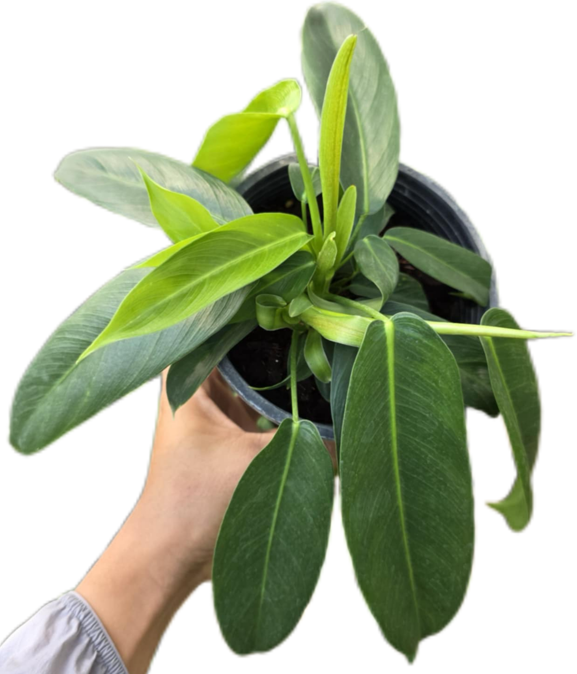 Philodendron Patriciae – Set of 10 Rare Tropical Plants