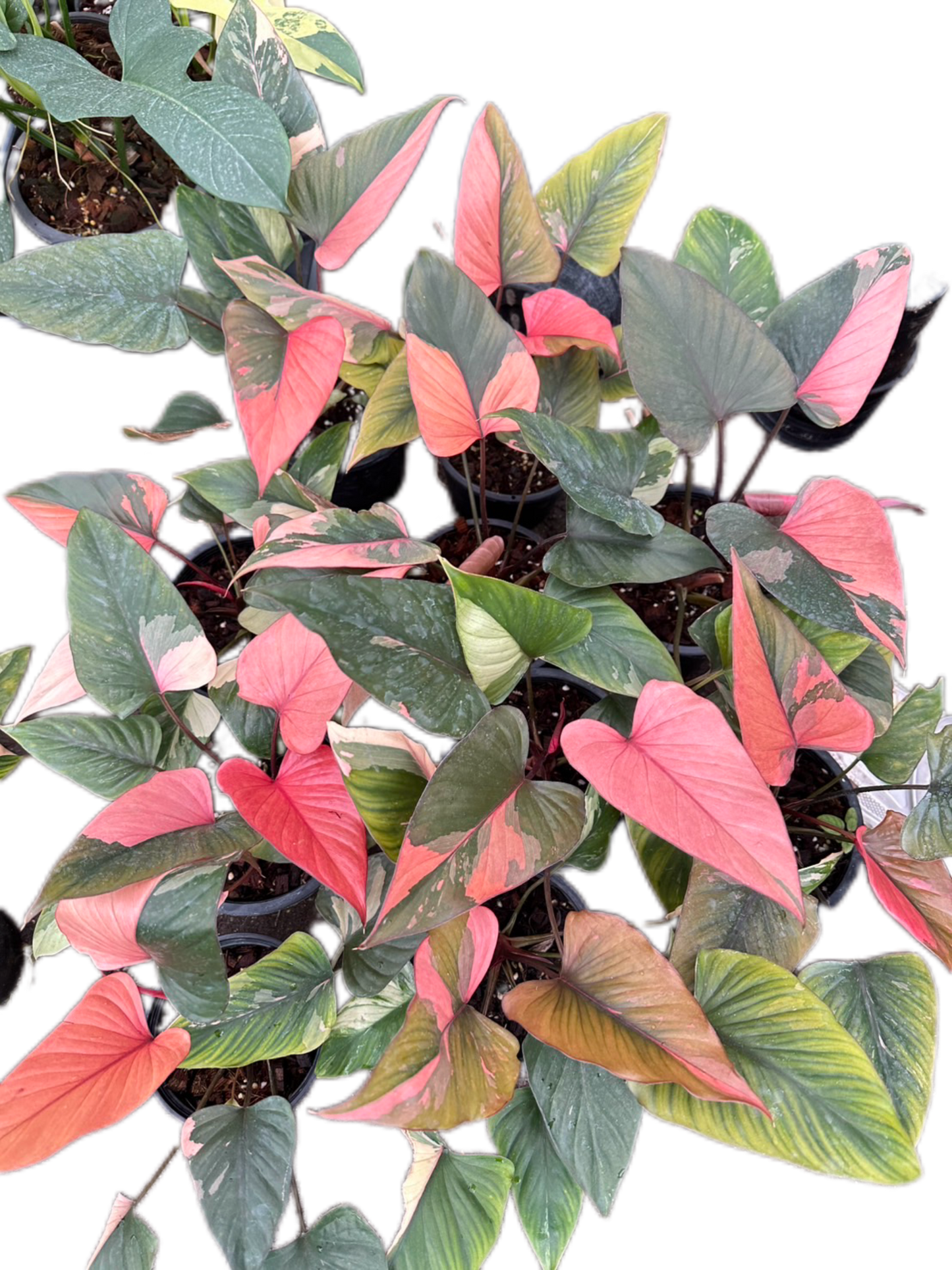 Homalomena Rubescens ‘Pink Diamond’ Variegated – Set of 10