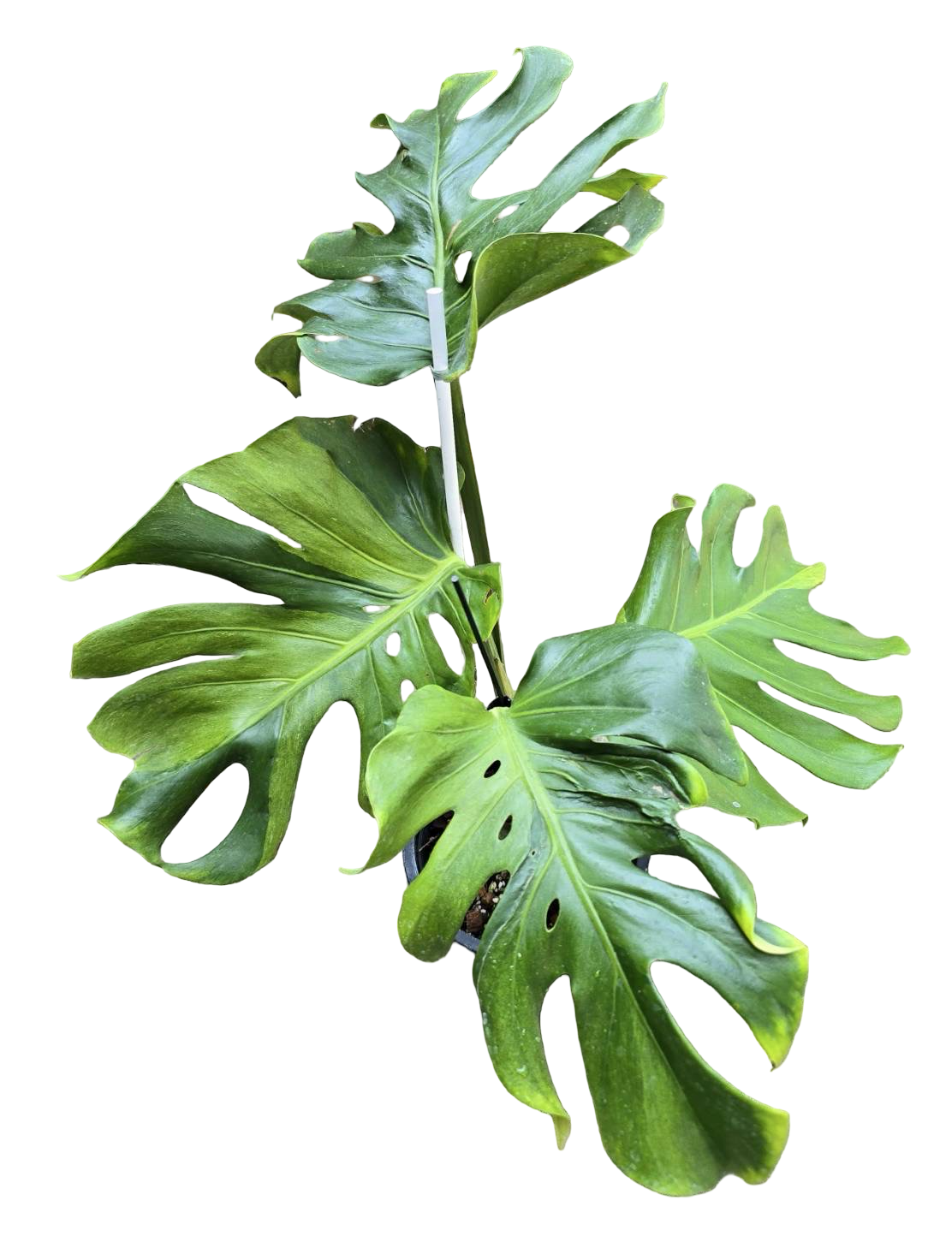 Monstera deliciosa (No ID)