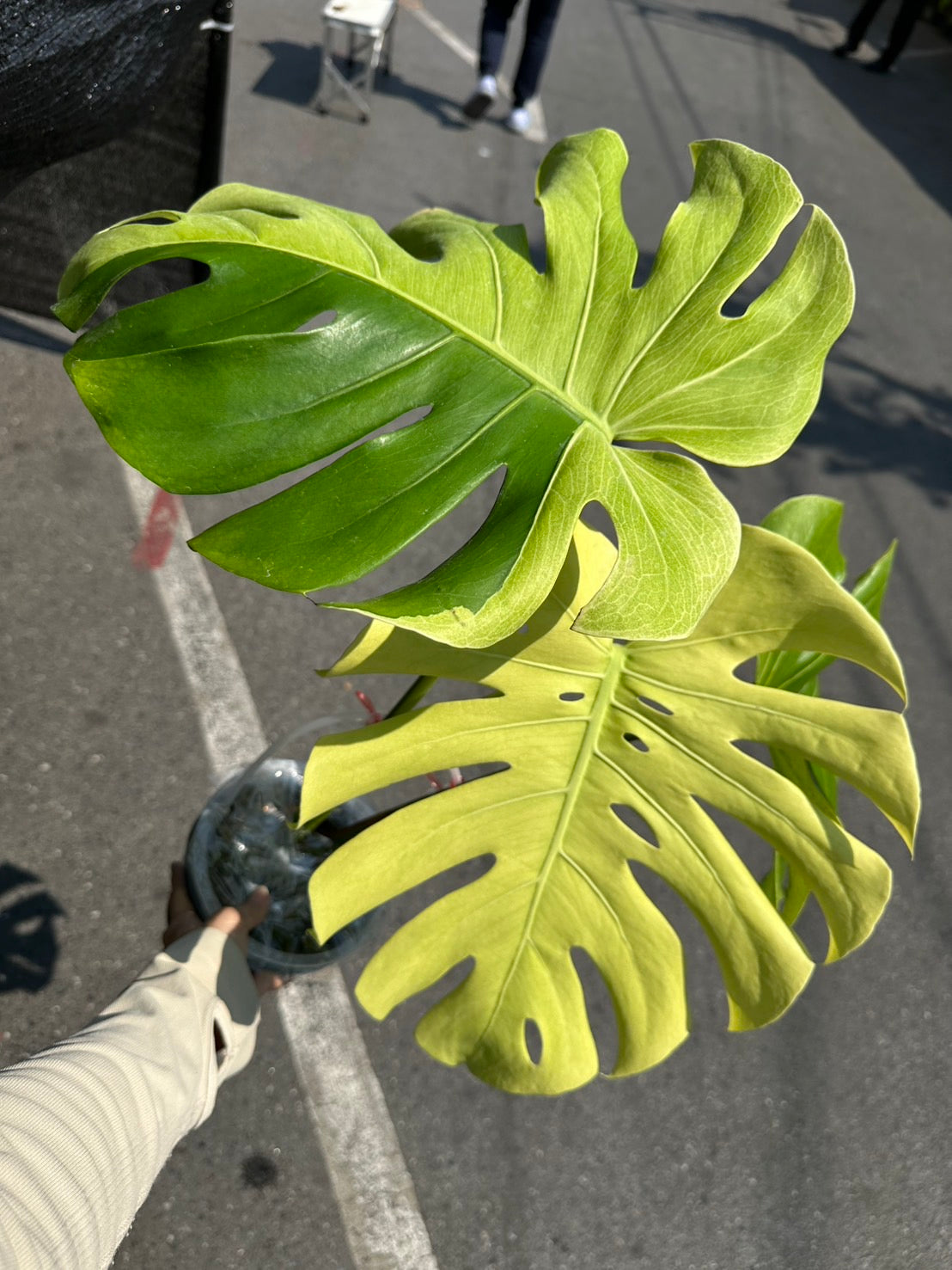 か*う様 【超希少】Monsteradeliciosa ‘v’Green on Monstera Deliciosa Large Form Green on Green Variegation. Pictured