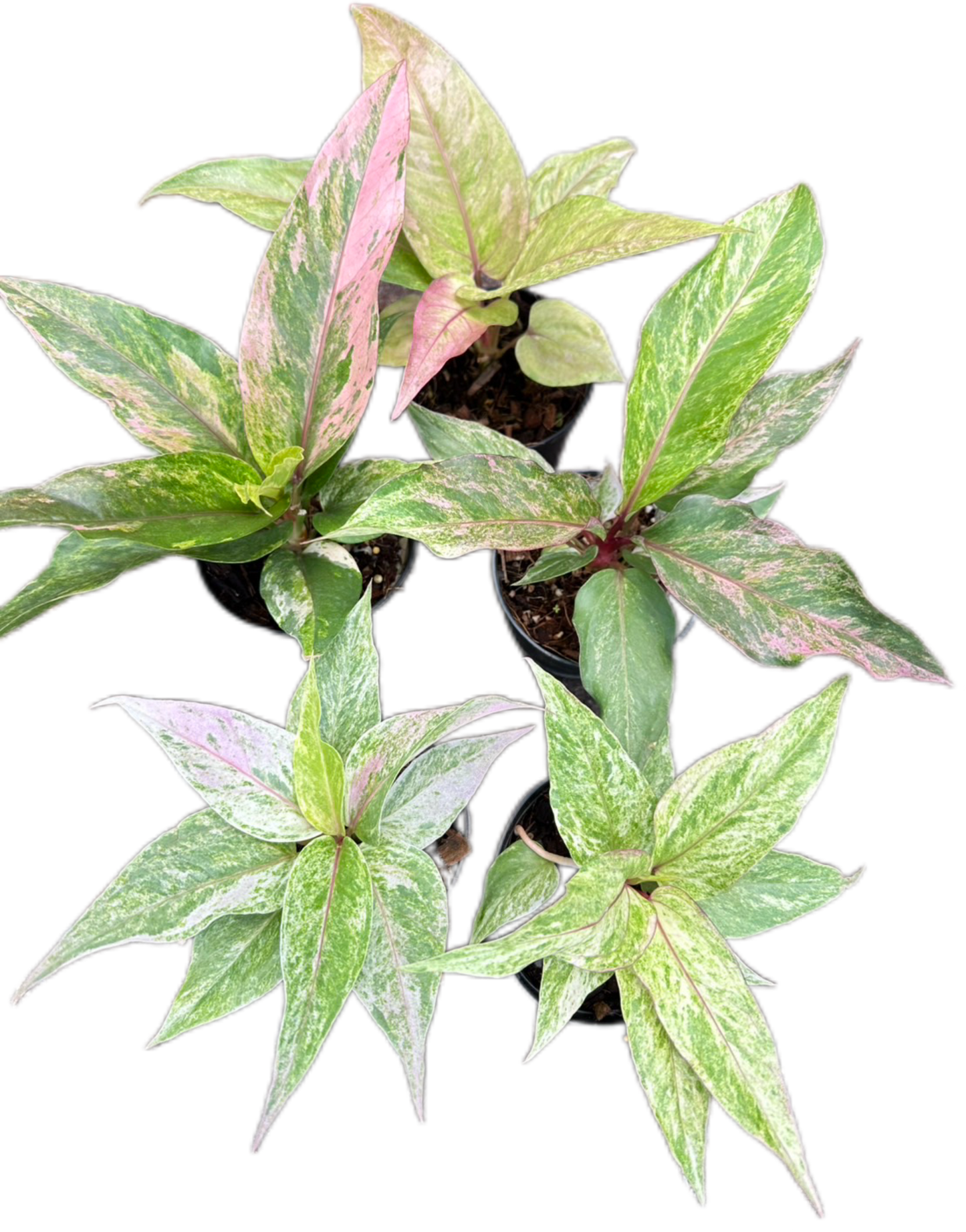 Anthurium Renaissance Variegated (small)