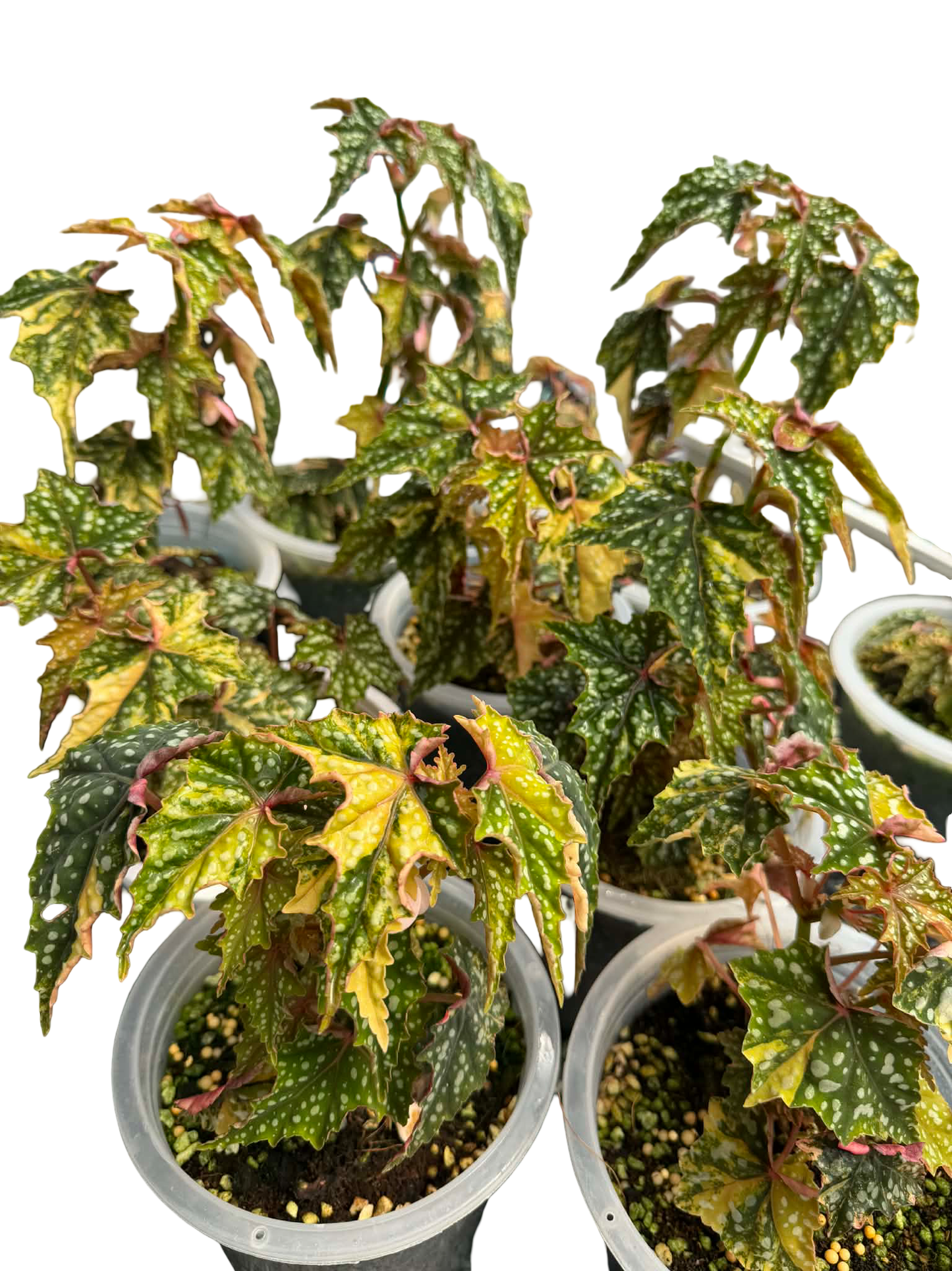 Begonia ‘Izumo no Kiraboshi’ Aurea Variegated Big Size