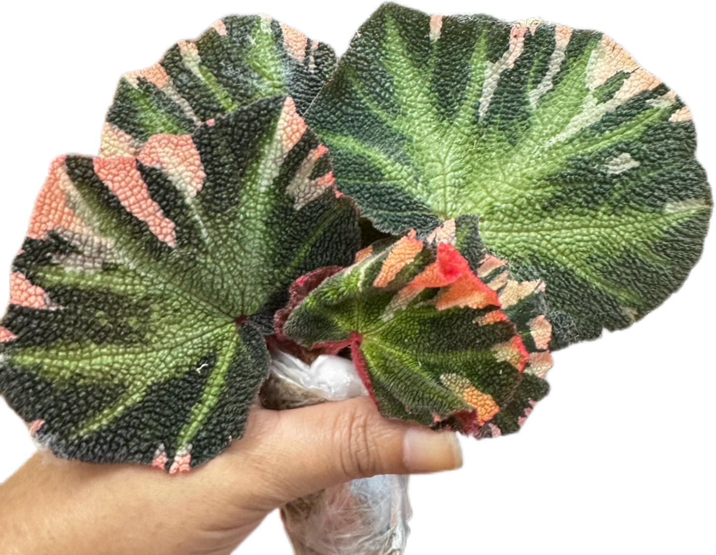 Begonia Soli Mutata Variegated Set of 5 Plants