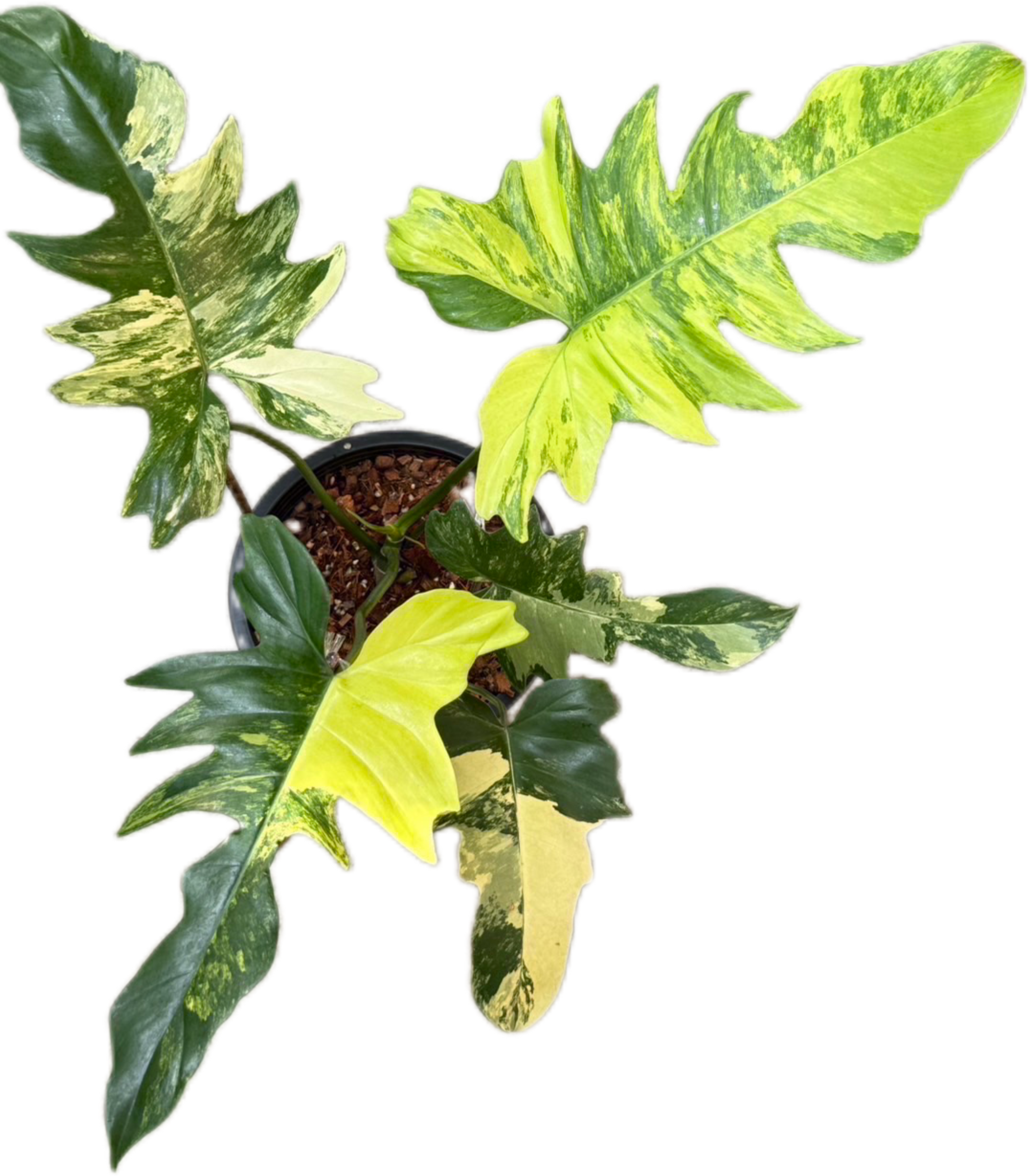 philodendron andonsanii bayside Buy Philodendron Florida Beauty x Mayoi H…