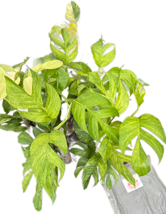 Epipremnum Pinnatum Mint Variegated Set of 5 Plants