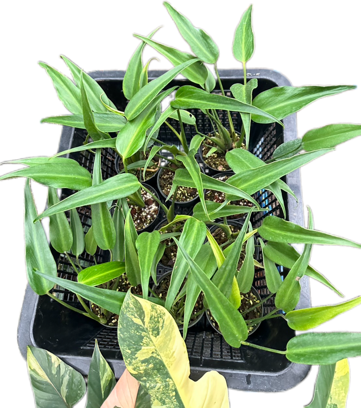 Monstera Burle Marx Flame (Wholesale Set of 10 Plants)