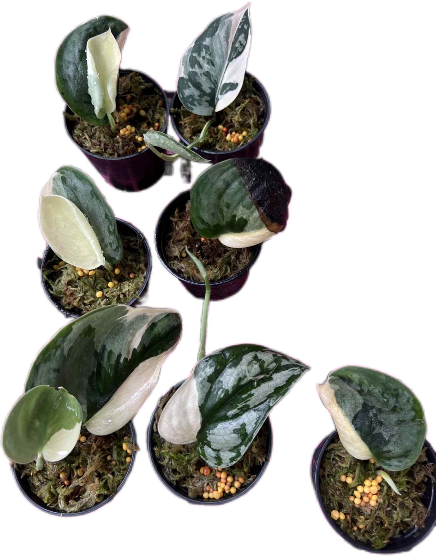 Scindapsus Silver Knight Jung Jung Buih Variegated