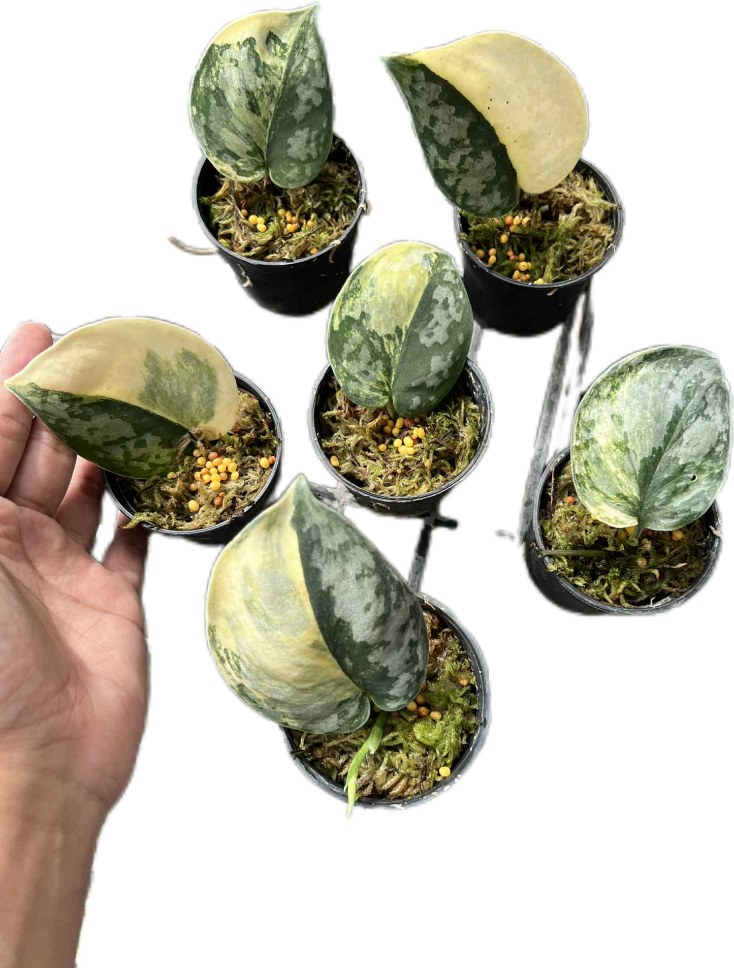 Scindapsus Bakudapati Variegated – Rare Collector’s Plant