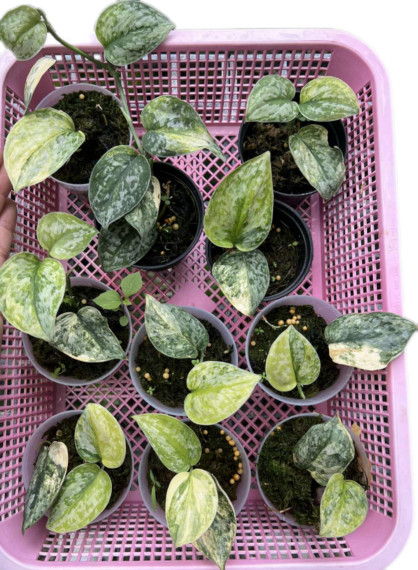 Scindapsus Geulis Variegated