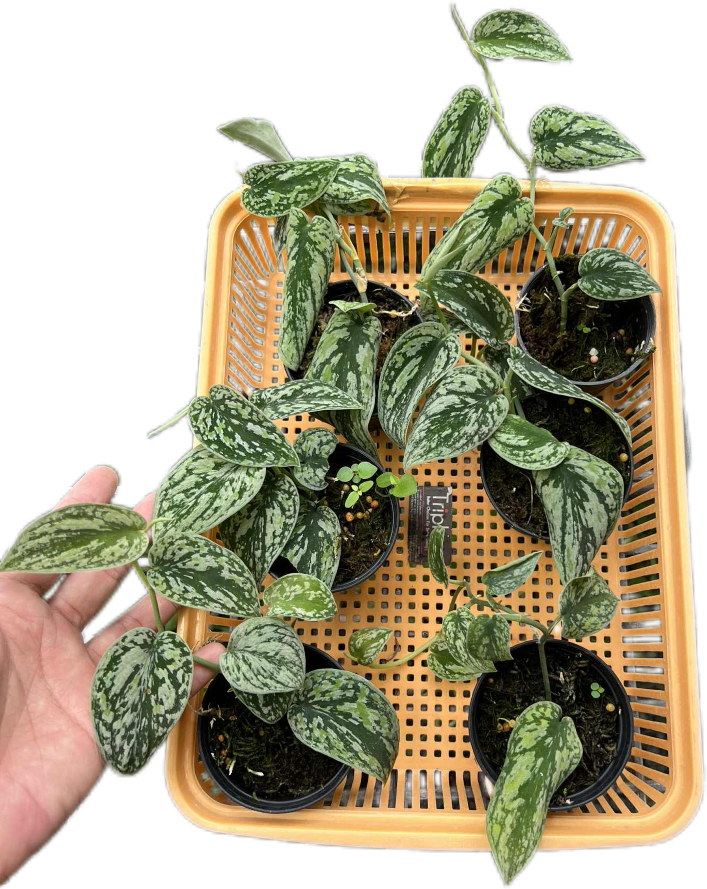 Scindapsus Tricolor Silver Platinum