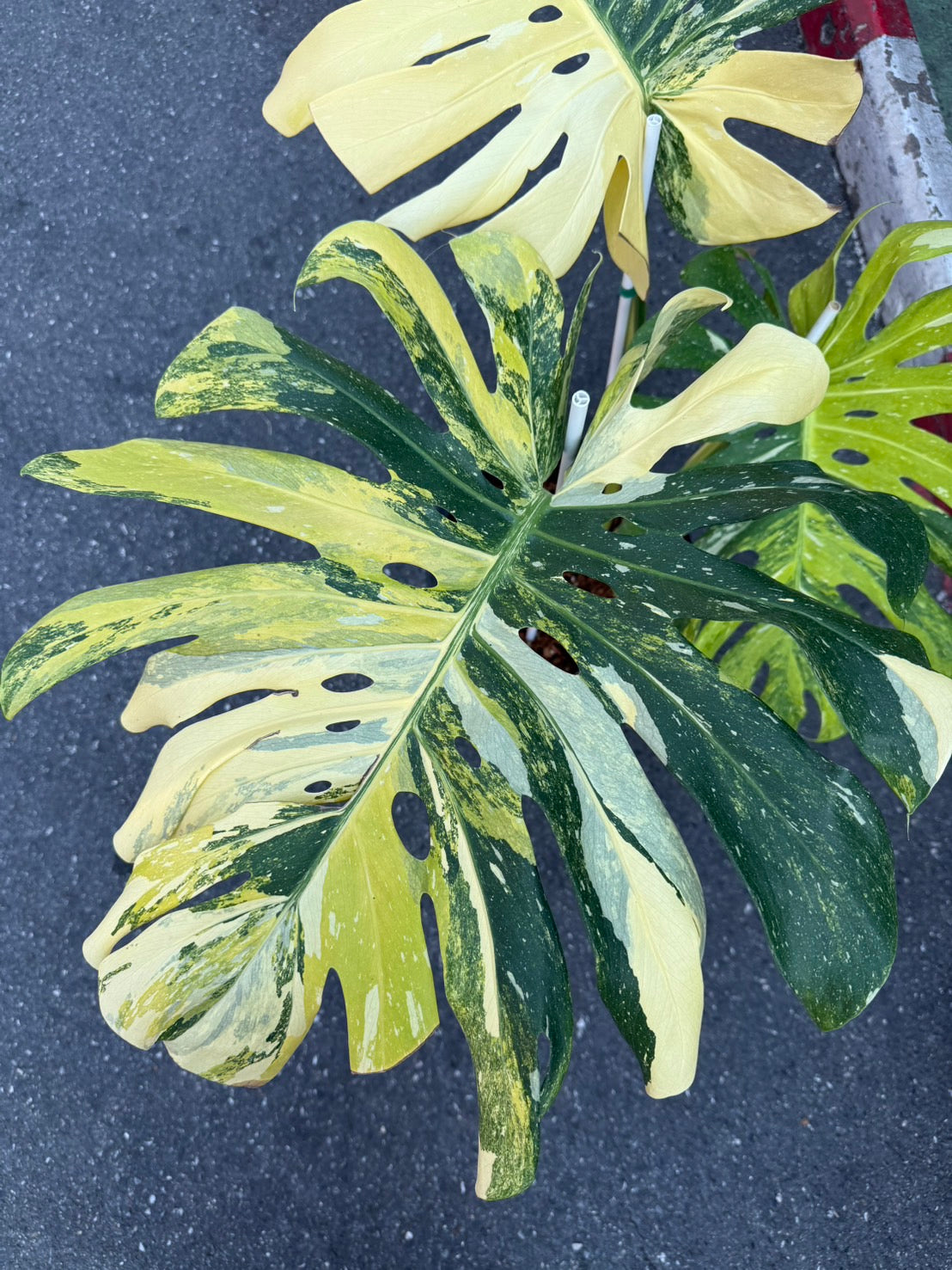 Monstera Thai Constellation Tricolor (Miracle)