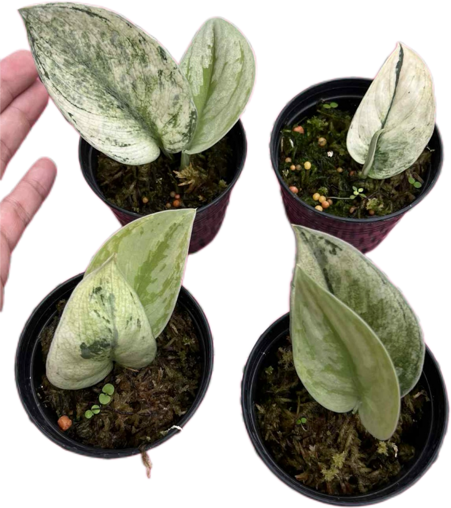 Scindapsus Exotica Mint Variegated