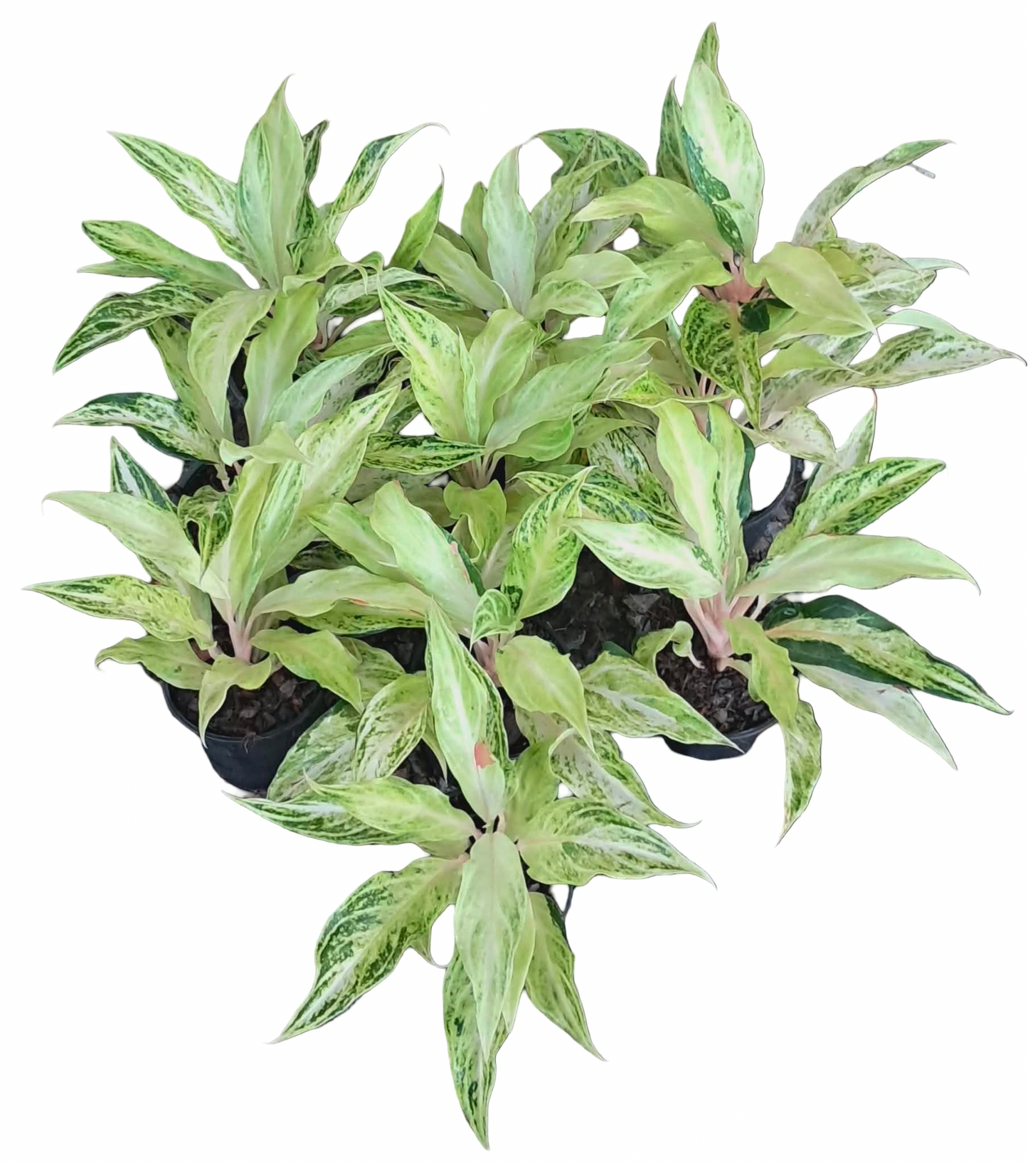 Aglaonema ‘White Panama’ | Set 10 Plants