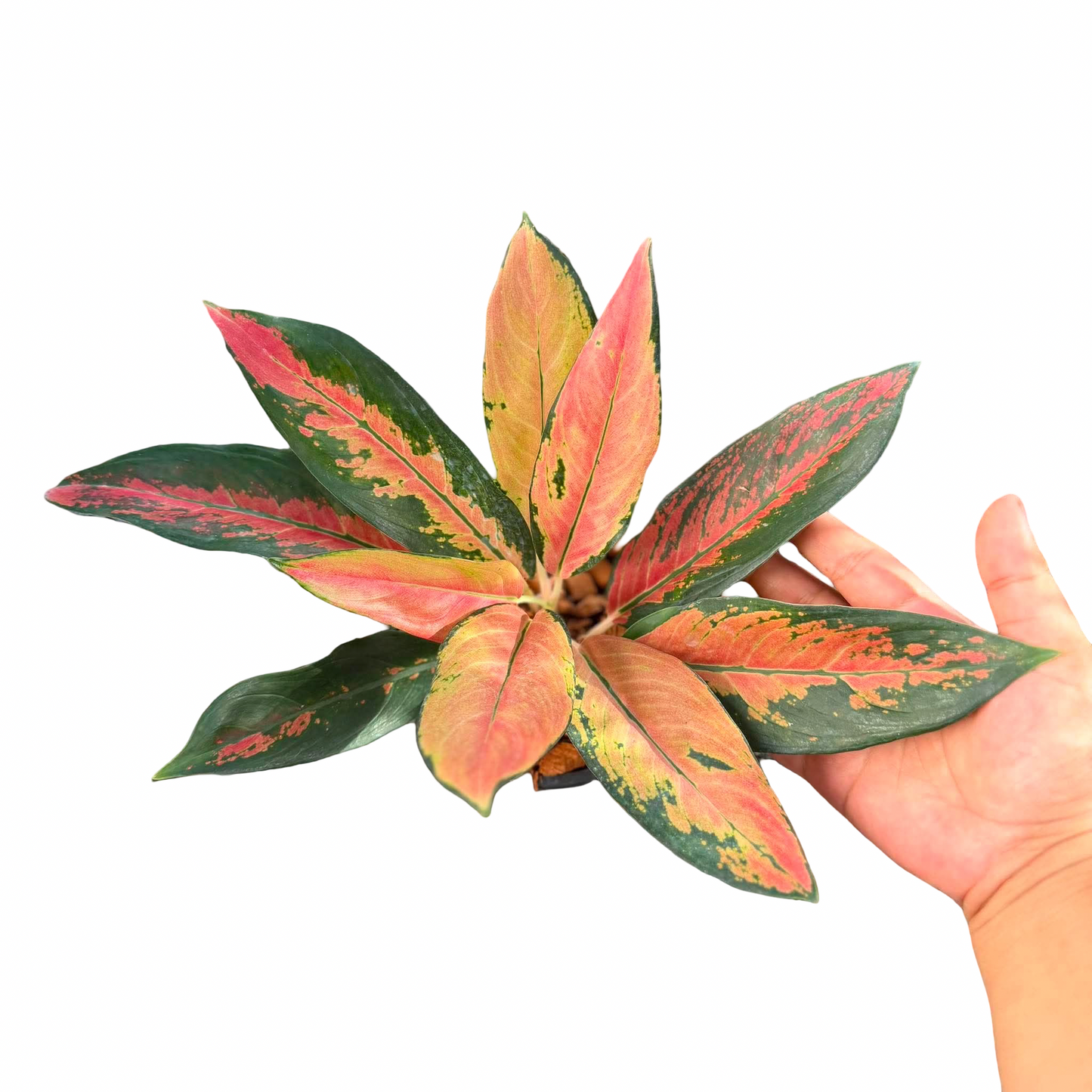 Aglaonema ‘Cochin Mutation’ | Rare Pink Mutation Form | Selected Plant