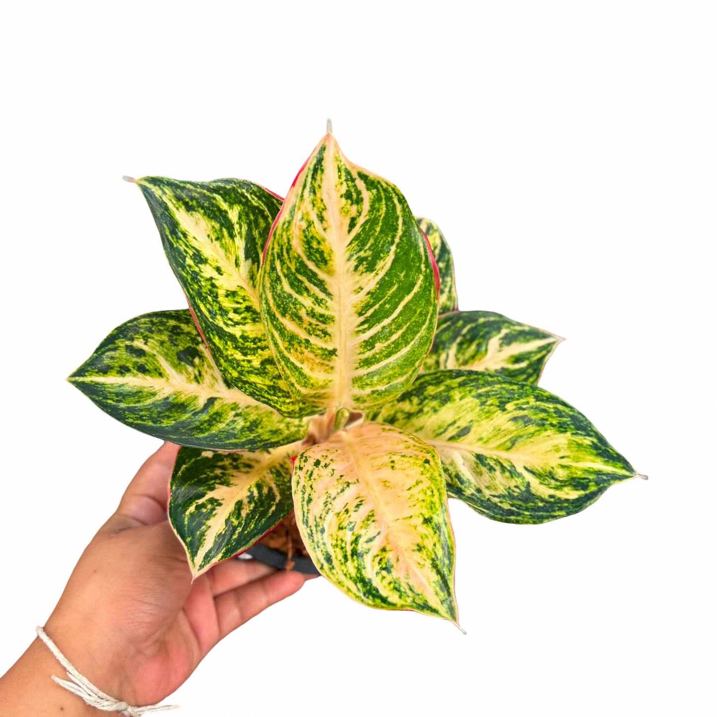 Aglaonema ‘Sombat Siam White’ | Rare Thai Collector Cultivar | Selected Plant