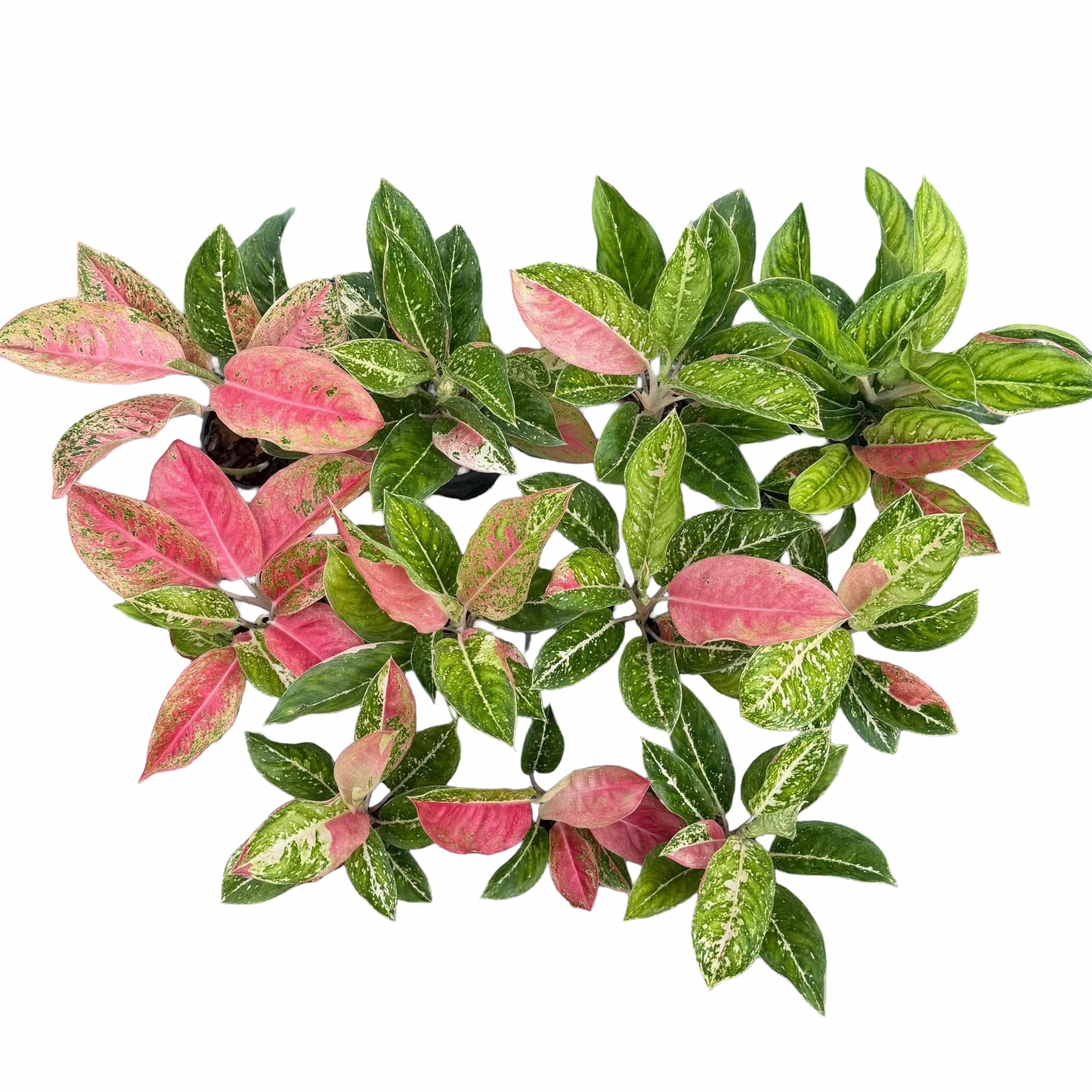 Aglaonema ‘Maharaj Tricolor’ | Rare Thai Tricolor Cultivar | Set of 10 Plants