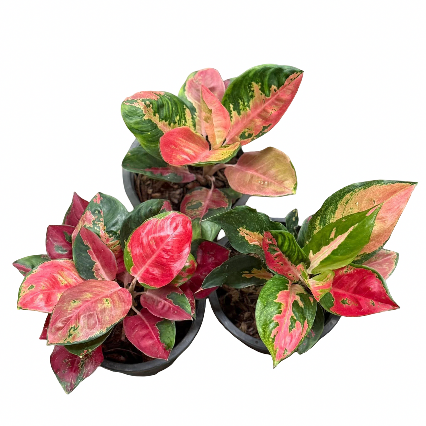Aglaonema ‘Suksomjai Pong Tricolor’