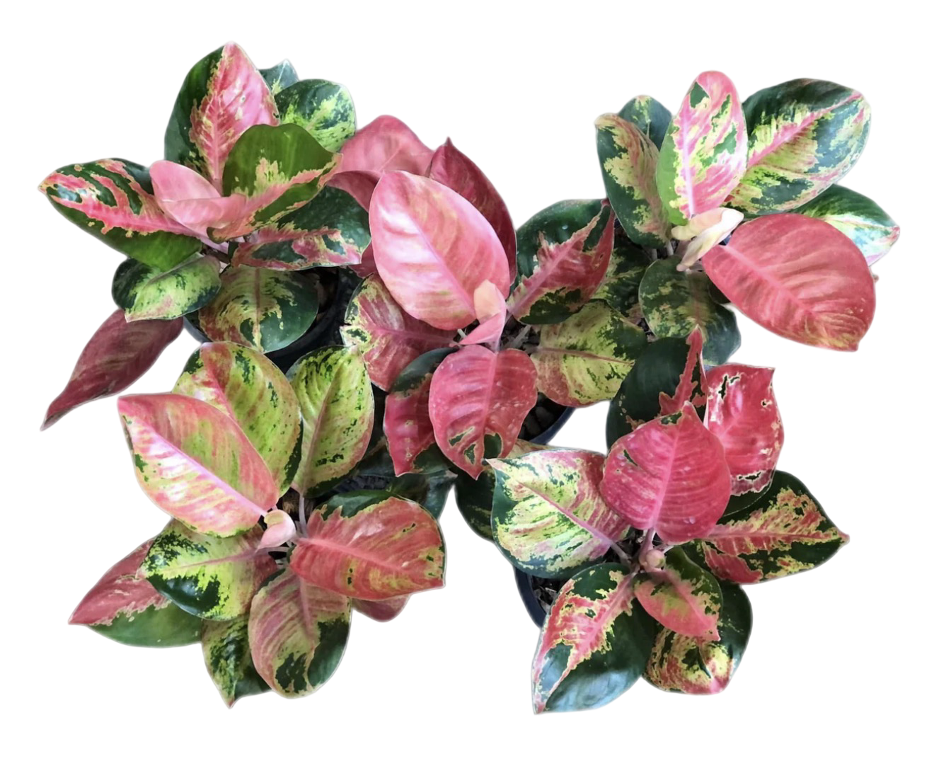 Aglaonema ‘Cochin Kitty’ | Rare Pink Collector Cultivar | Set of 5 Plants