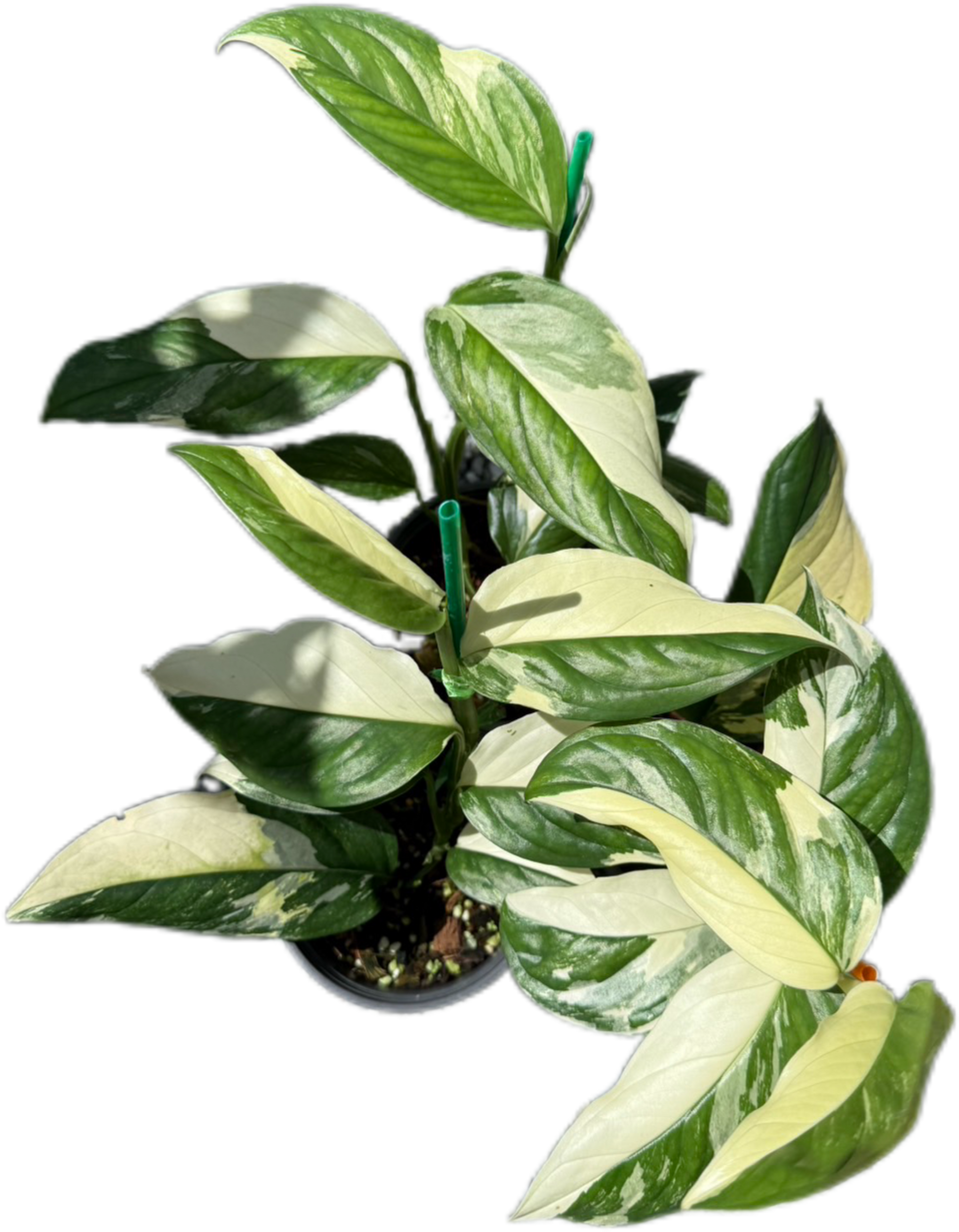 Monstera Acacoyaguensis Variegated