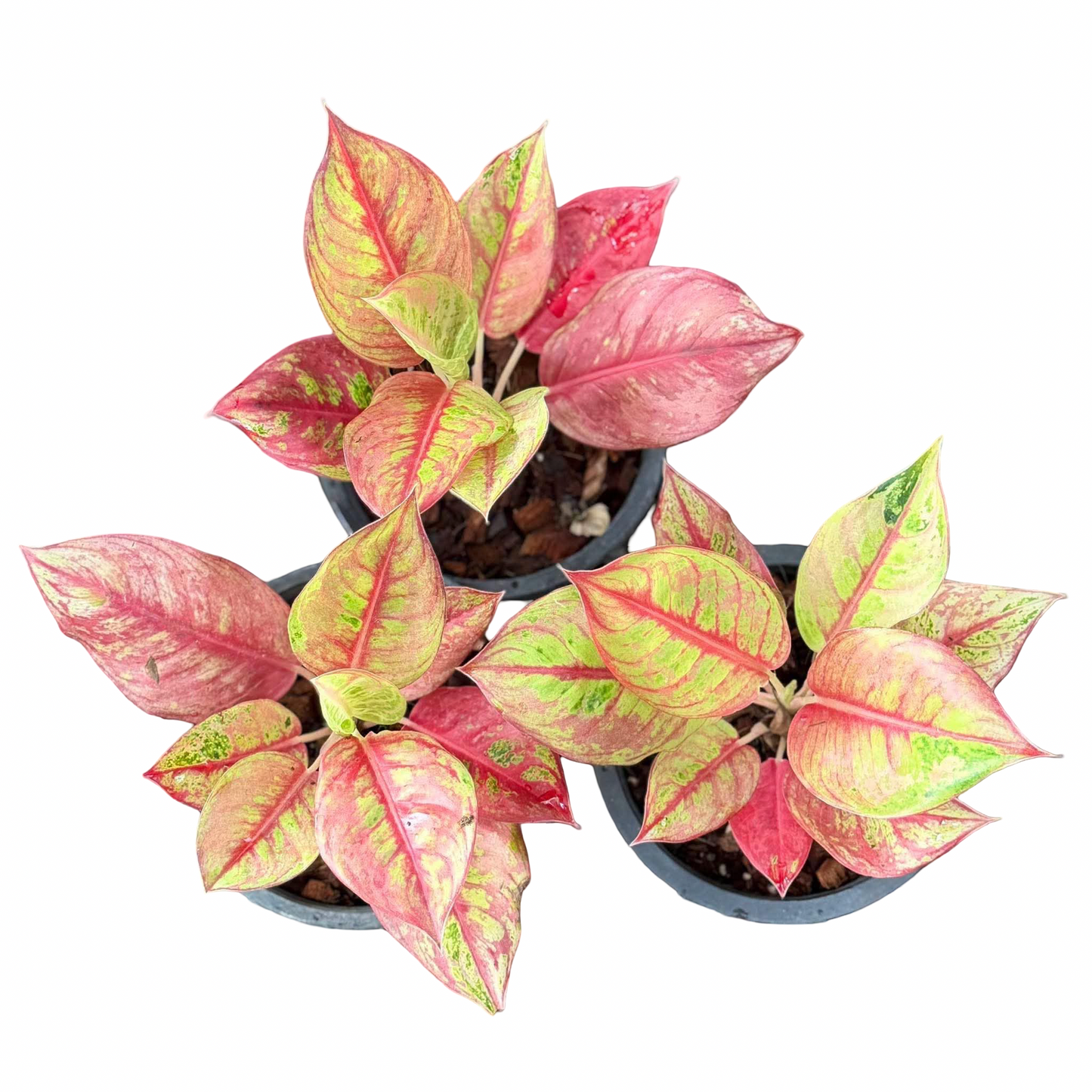 Aglaonema ‘Rainbow Diamond’ | Rare Multicolor Collector Cultivar | Set of 5 Plants