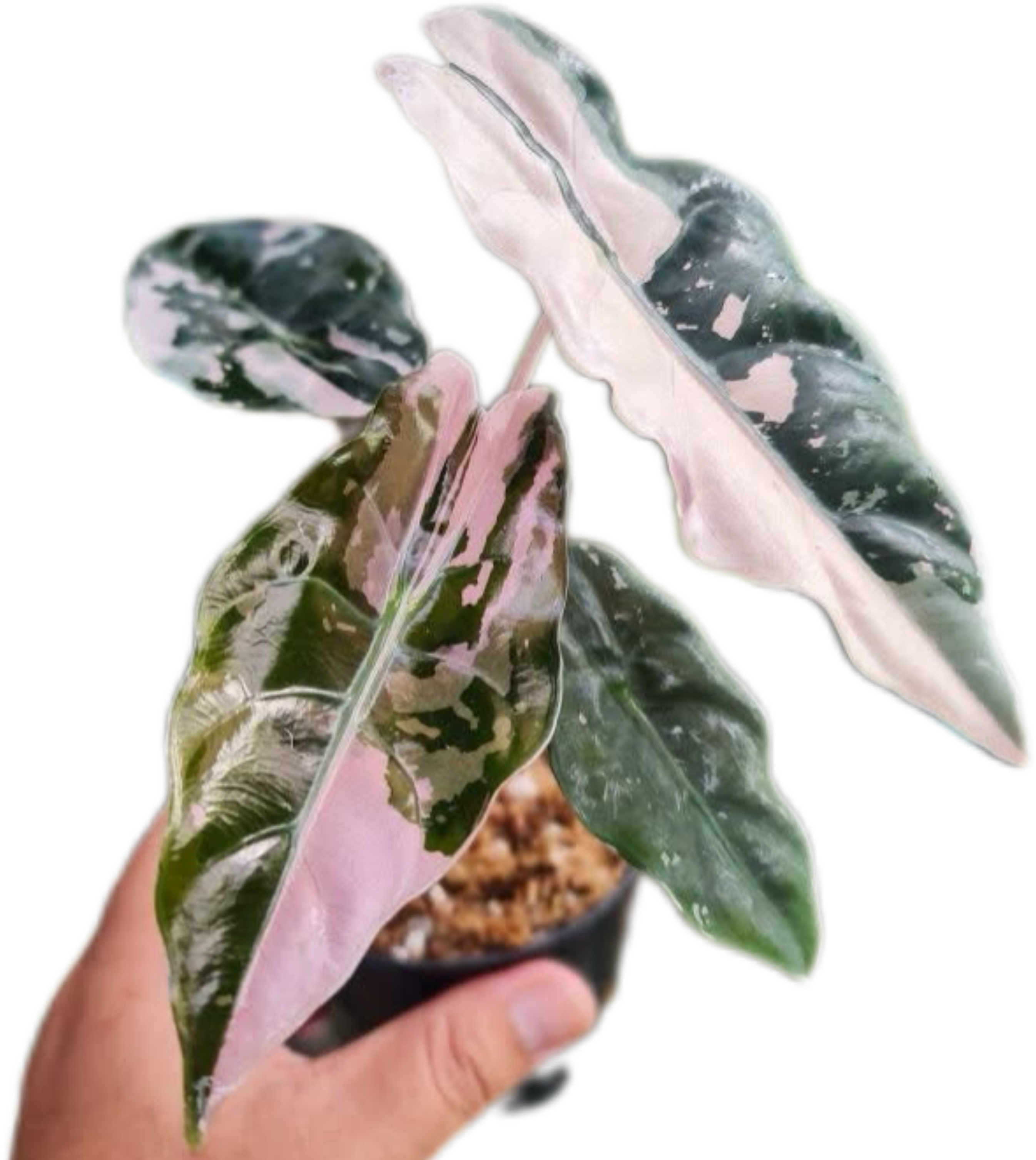 Buy Alocasia Chantrieri Pink Variegated | Thailand Export