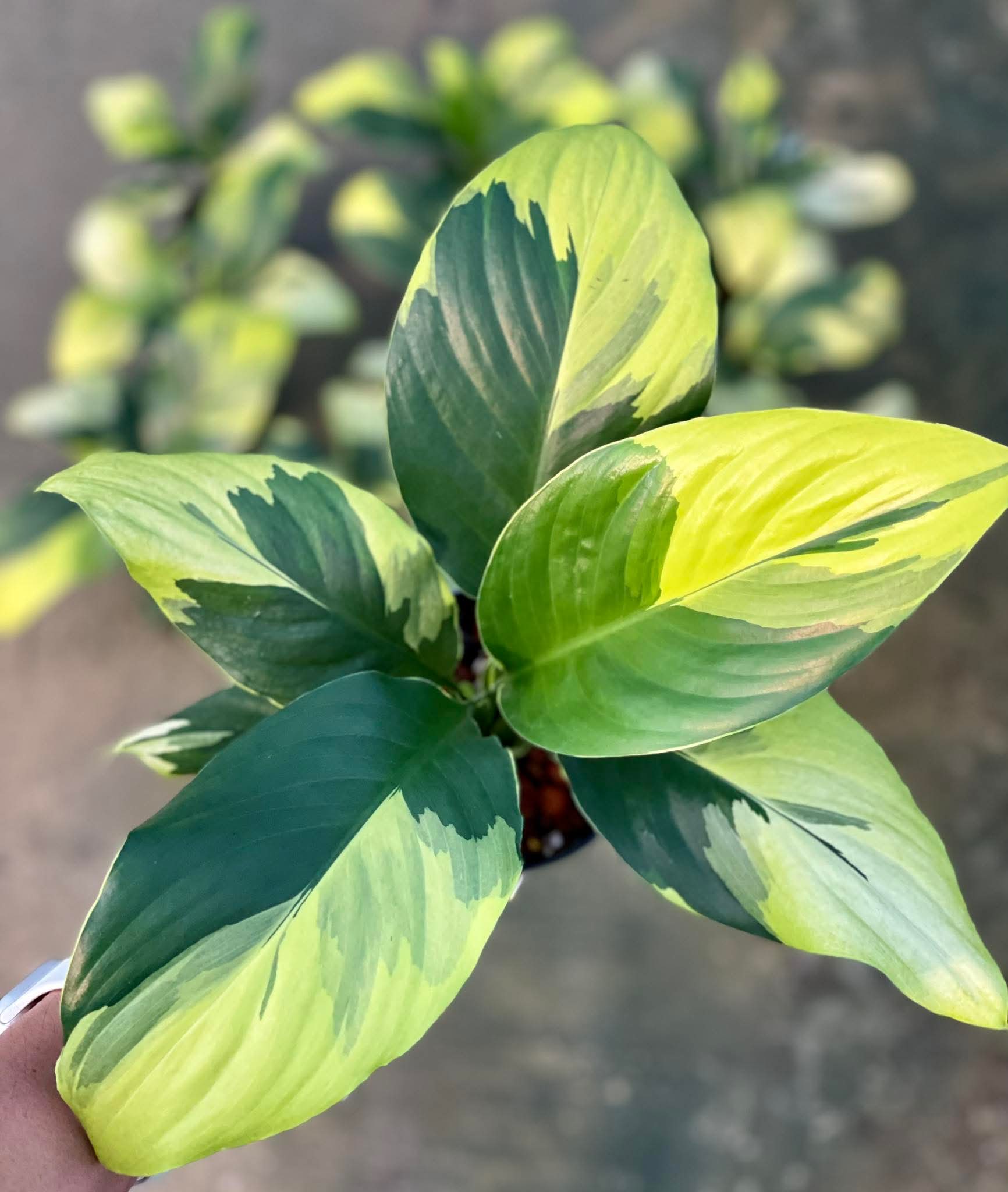 Spathiphyllum Sensation Yellow Variegated – Set of 5 Plants