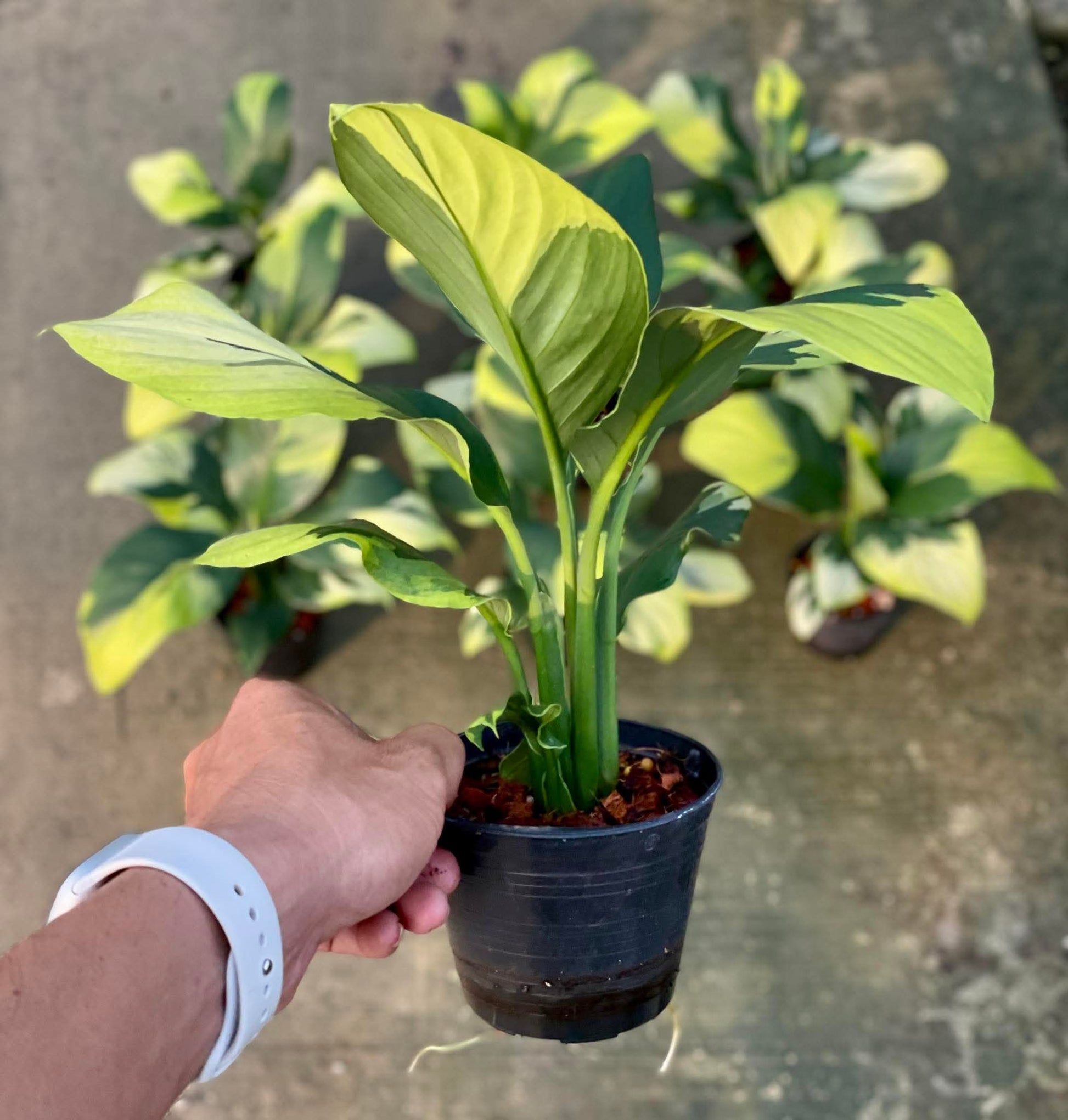 Spathiphyllum Sensation Yellow Variegated – Set of 5 Plants