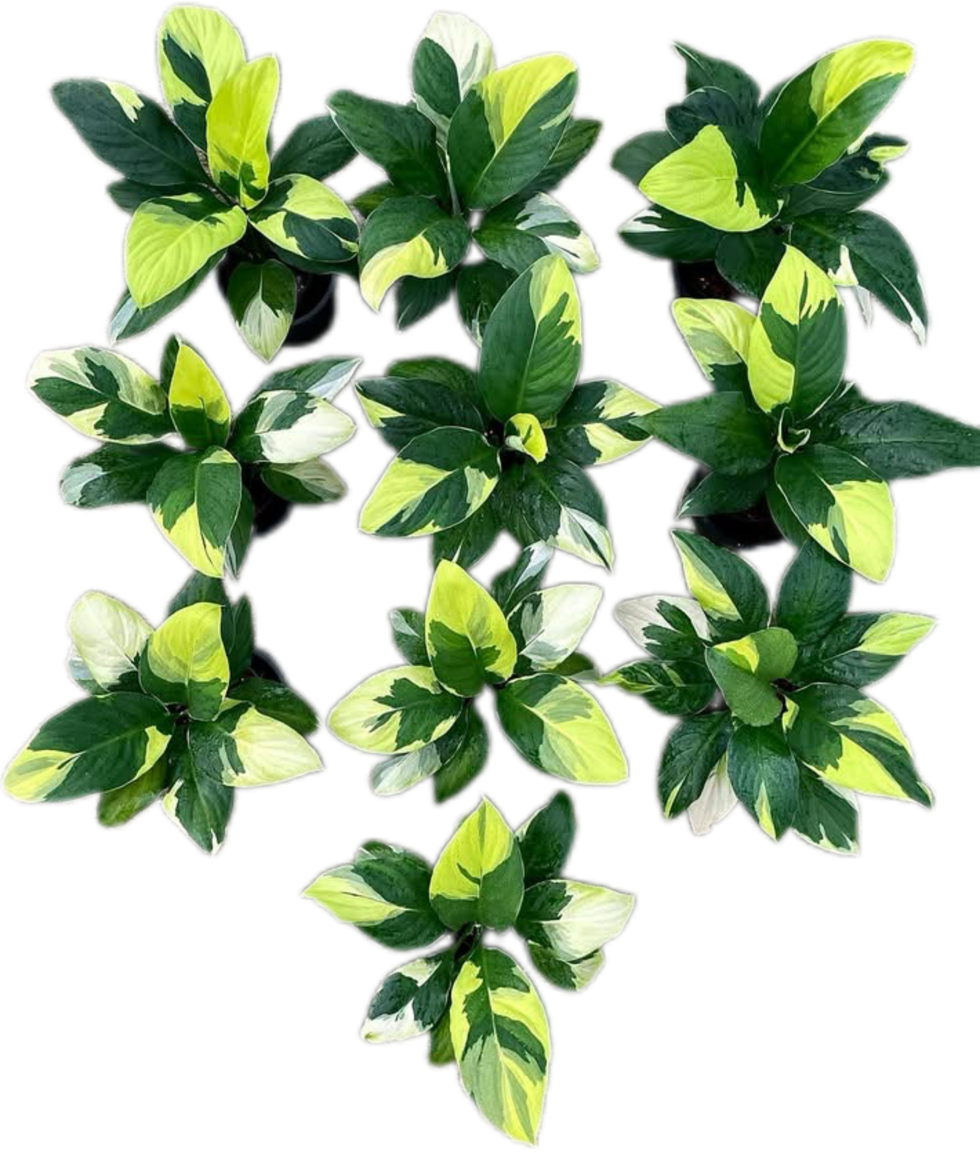 Spathiphyllum Sensation Yellow Variegated – Set of 5 Plants