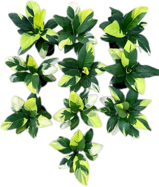 Spathiphyllum Sensation Yellow Variegated – Set of 5 Plants